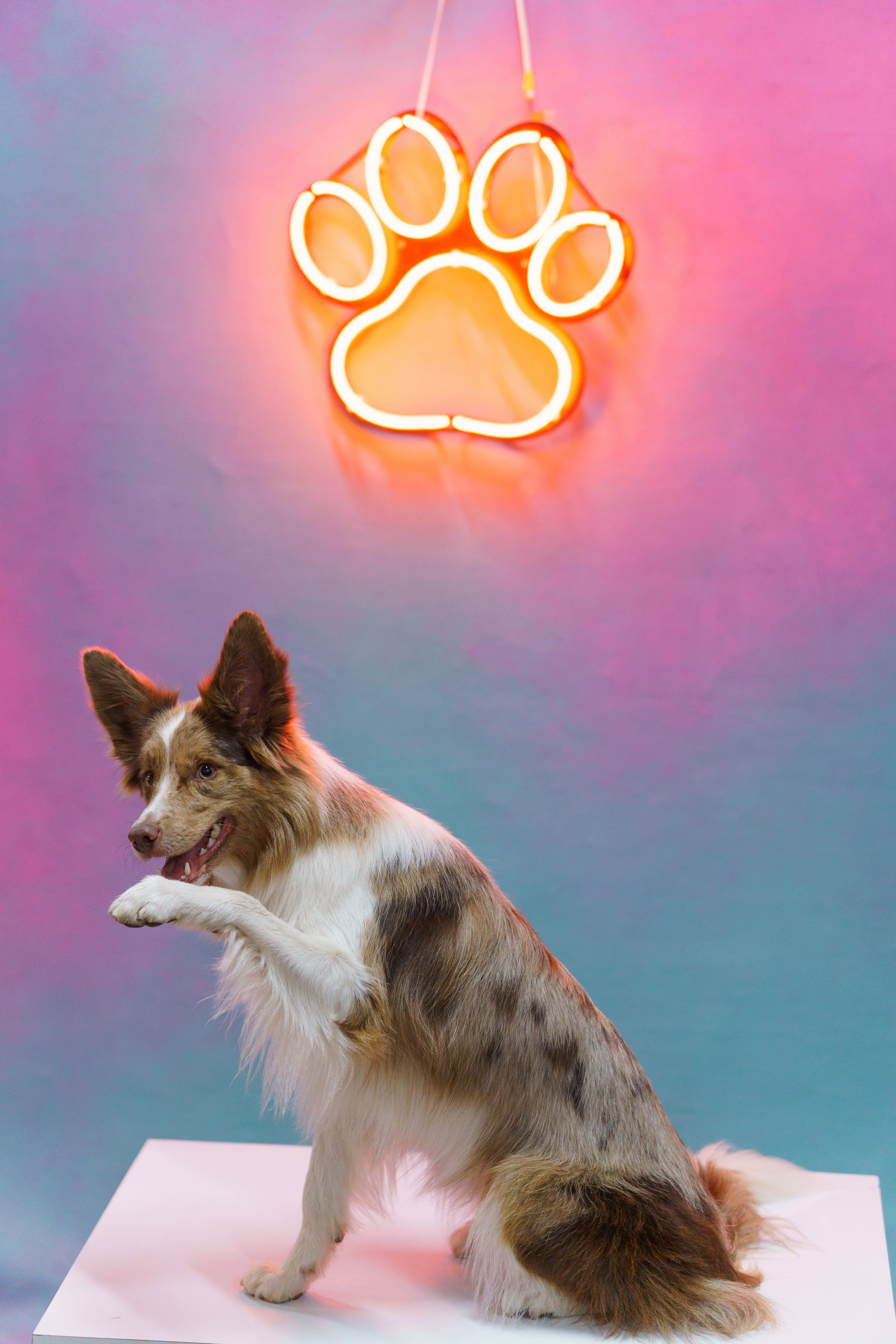 Прощальная вечеринка в фотостудии «Анималистика». Фотограф людей и животных в Санкт-Петербурге Марина Бурмистрова