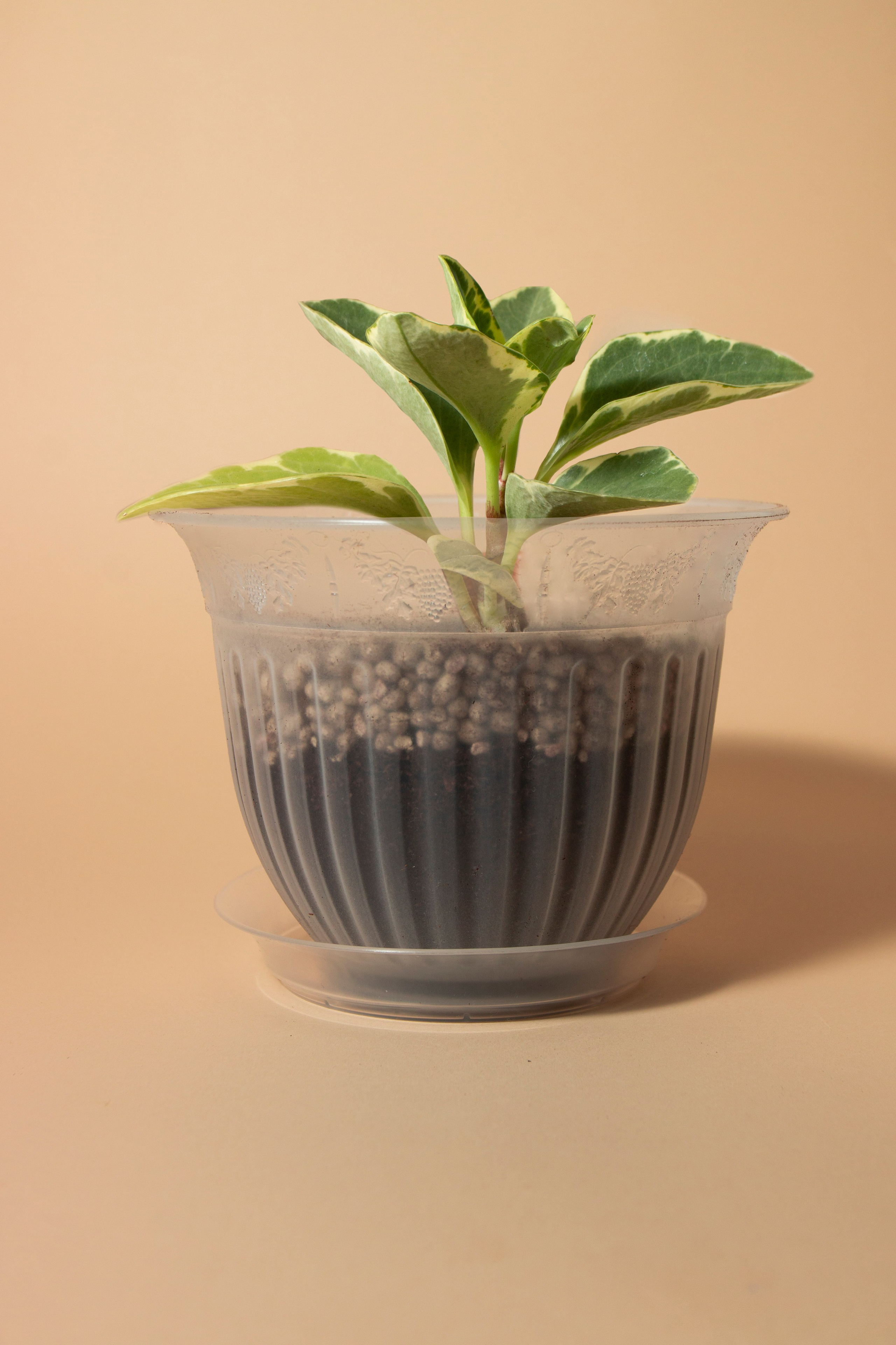 Предметная фотография. Фотограф Злата Спицына