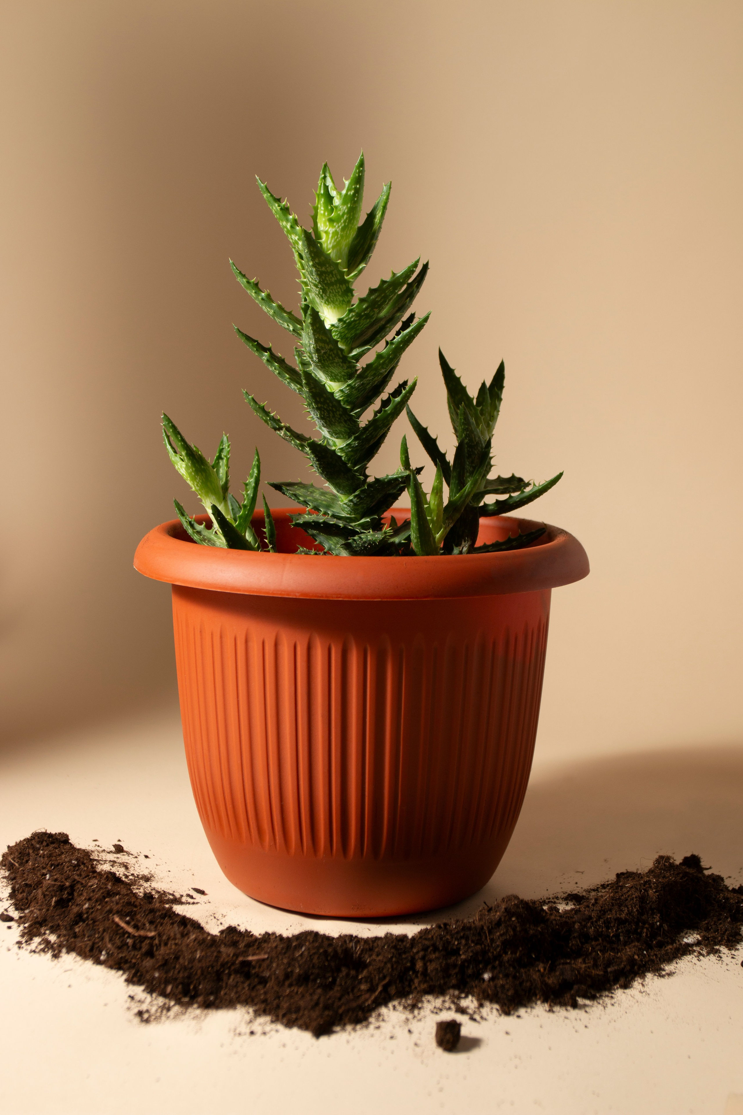 Предметная фотография. Фотограф Злата Спицына