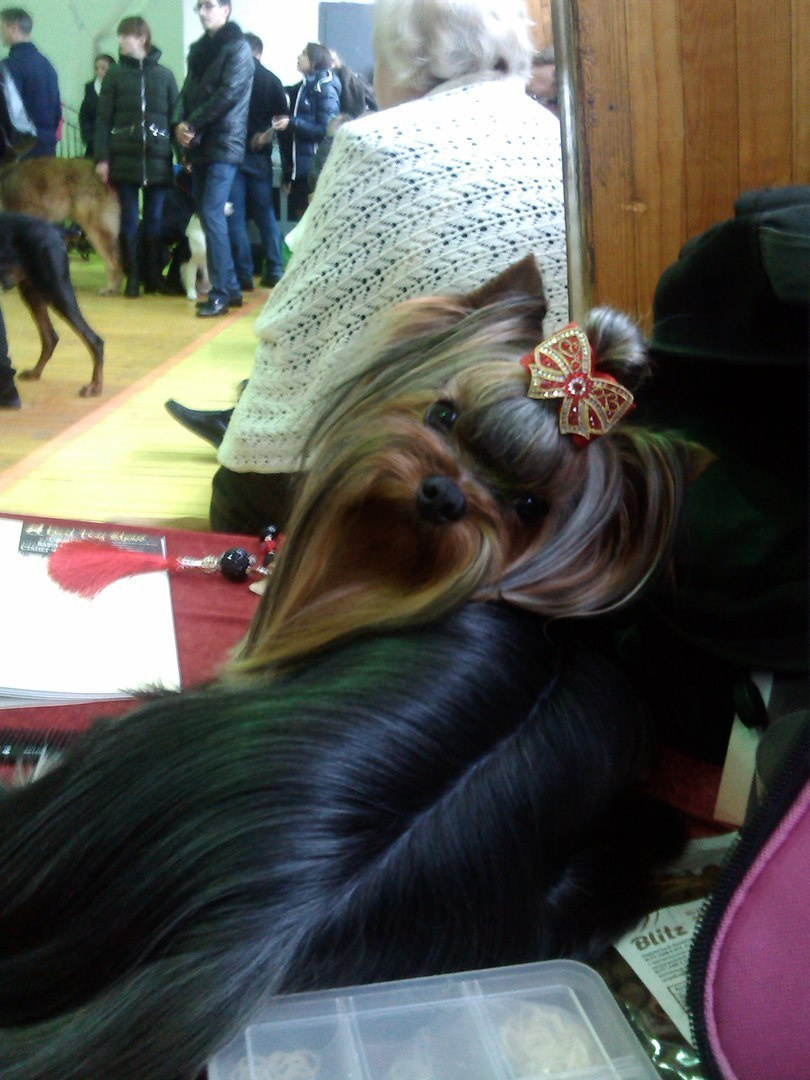 2015 г Результаты выставок. Питомник Йоркширских терьеров Дэнстайл в Санкт-Петербурге заводчик Тих