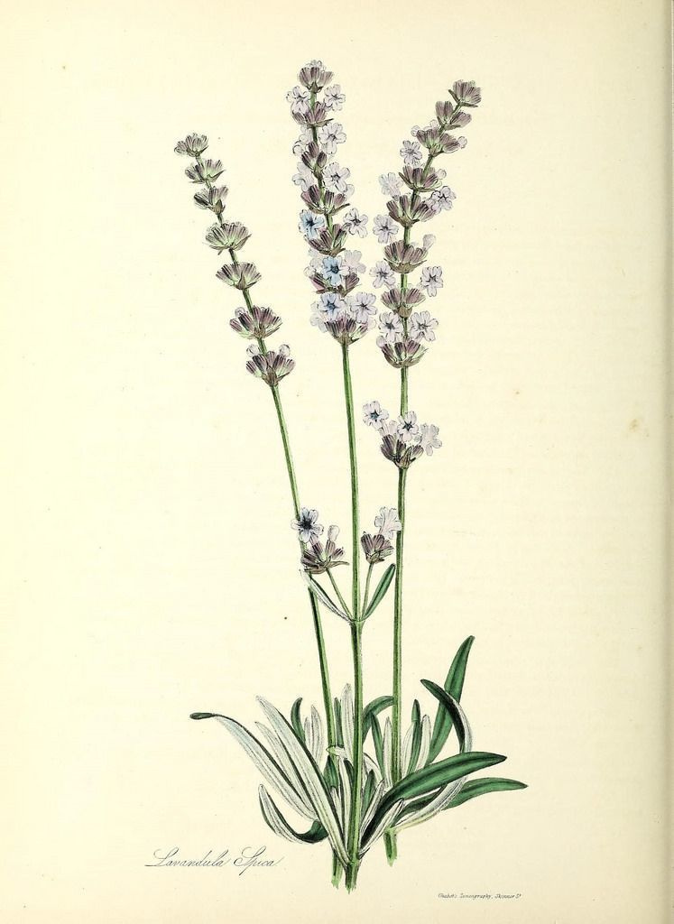 Масло лаванды. VDAO.RU — исцеляющие практики