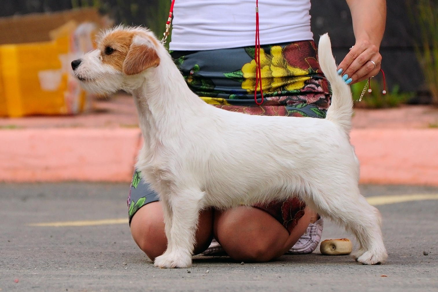 АРХИВ ПОМЕТОВ. Щенки джек рассел терьера, питомник РКФ, питомник джек рассел терьеров, питомник Порт Фортис, kennel PORT FORTIS