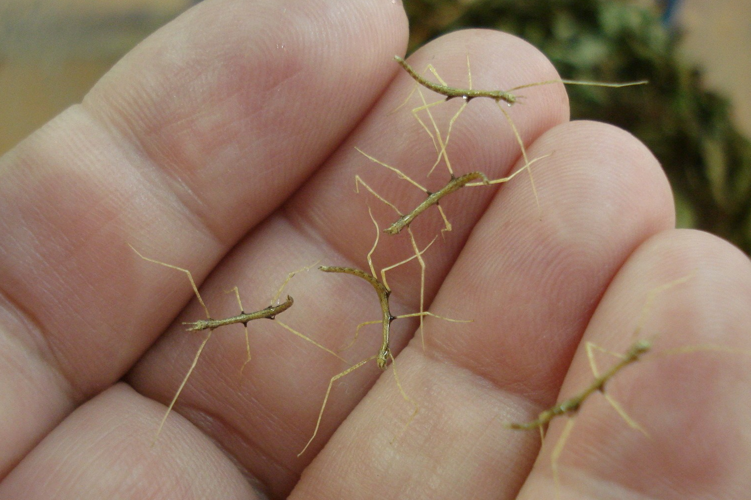 НАШИ МАЛЫШИ. Lesnaya bratva