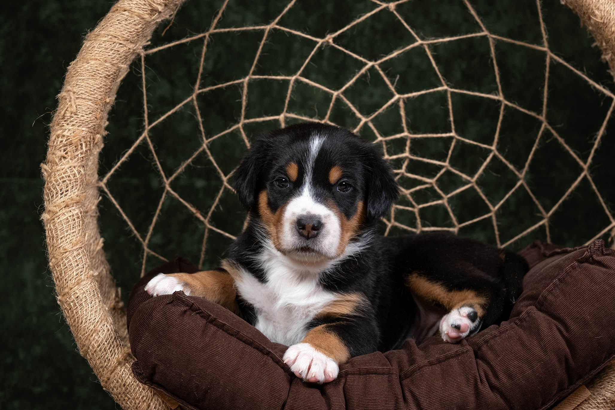 Маленькие щенки зенненхунда в России. Питомник больших швейцарских зенненхундов (гроссов) Санбёдс / Sanbirds