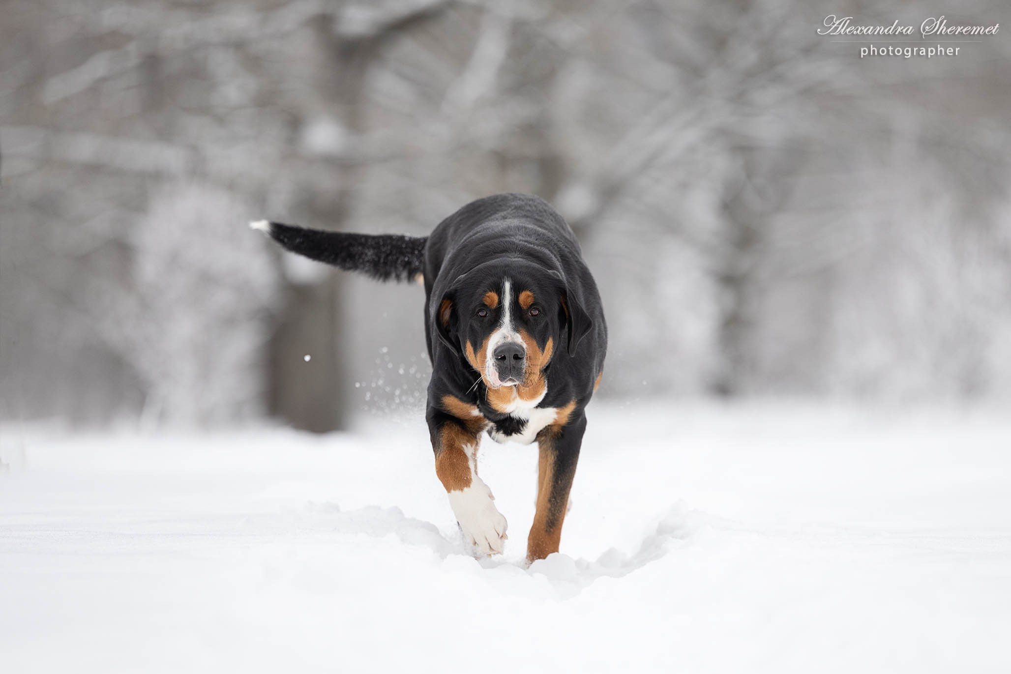 Стандарт породы Большой Швейцарский Зенненхунд. Питомник Больших Швейцарских Зенненхундов в Калужской области