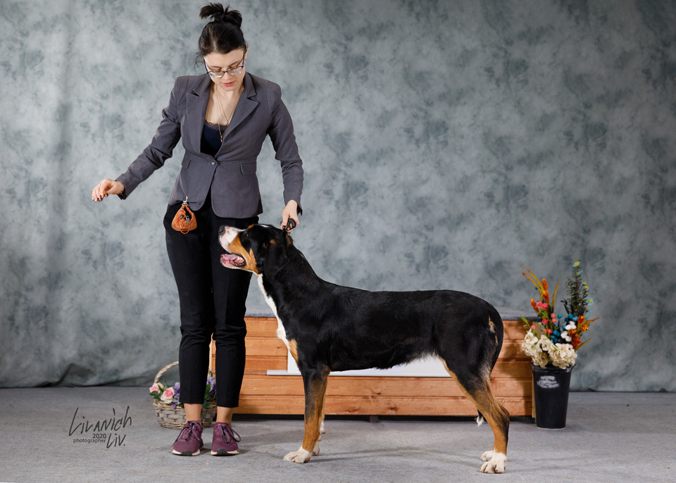 Победы на выставках собак питомника Санбёдс. Питомник Больших Швейцарских Зенненхундов в Калужской области