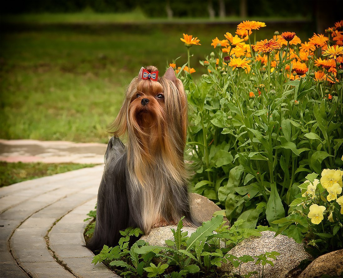 Дэнстайл Хуч. Питомник Йоркширских терьеров Дэнстайл в Санкт-Петербурге заводчик Тих