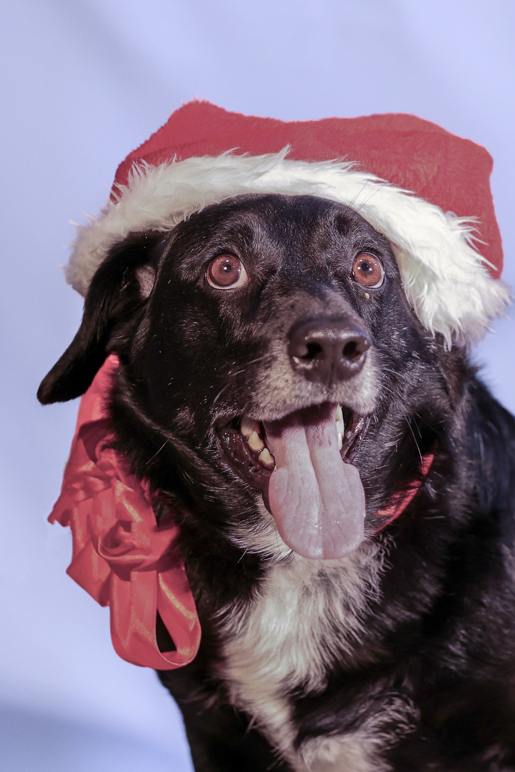 Приют четвероногий АНГЕЛ. Фотограф 📸 семейный, предметный, репортажный