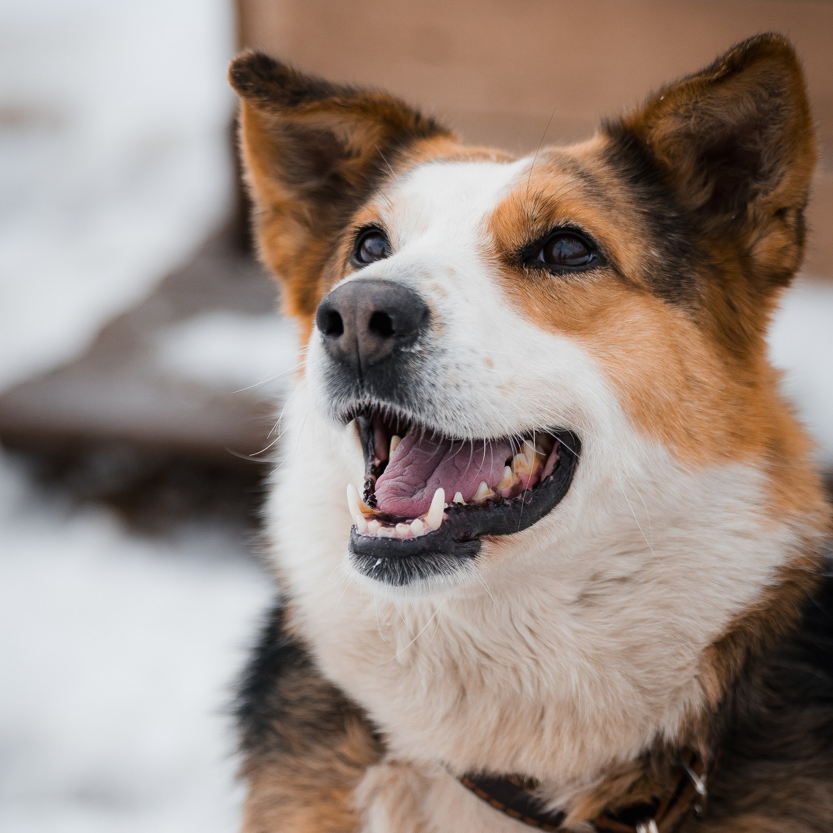 Улыбка собаки — спасение и пристройство бездомных собак