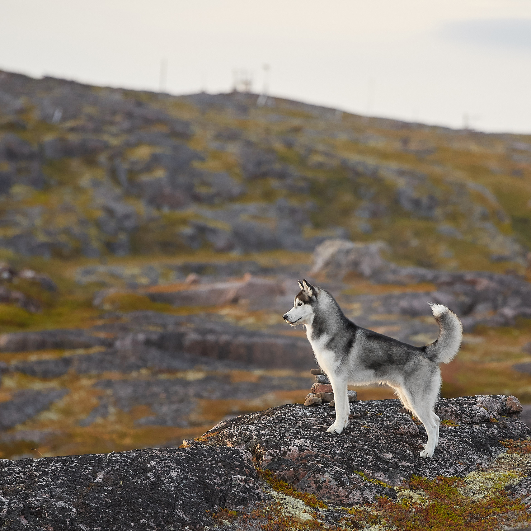 Кольский п-в, сентябрь 2019. ФОТОГРАФ-АНИМАЛИСТ l LANA POLYAKOVA
