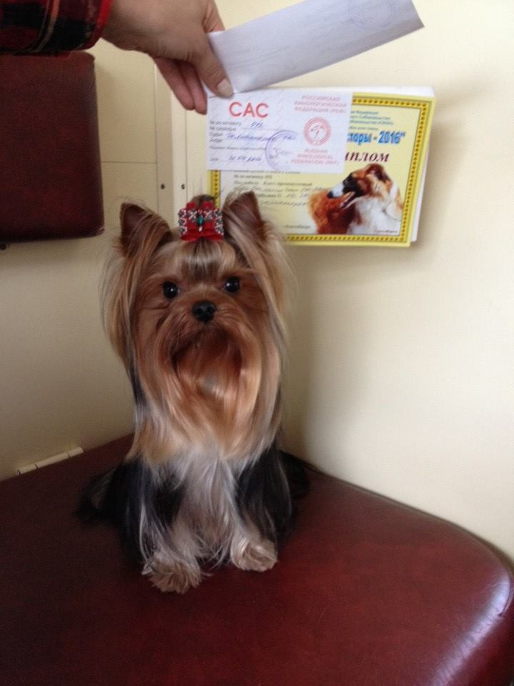 2016 г Результаты выставок. Питомник Йоркширских терьеров Дэнстайл в Санкт-Петербурге заводчик Тих