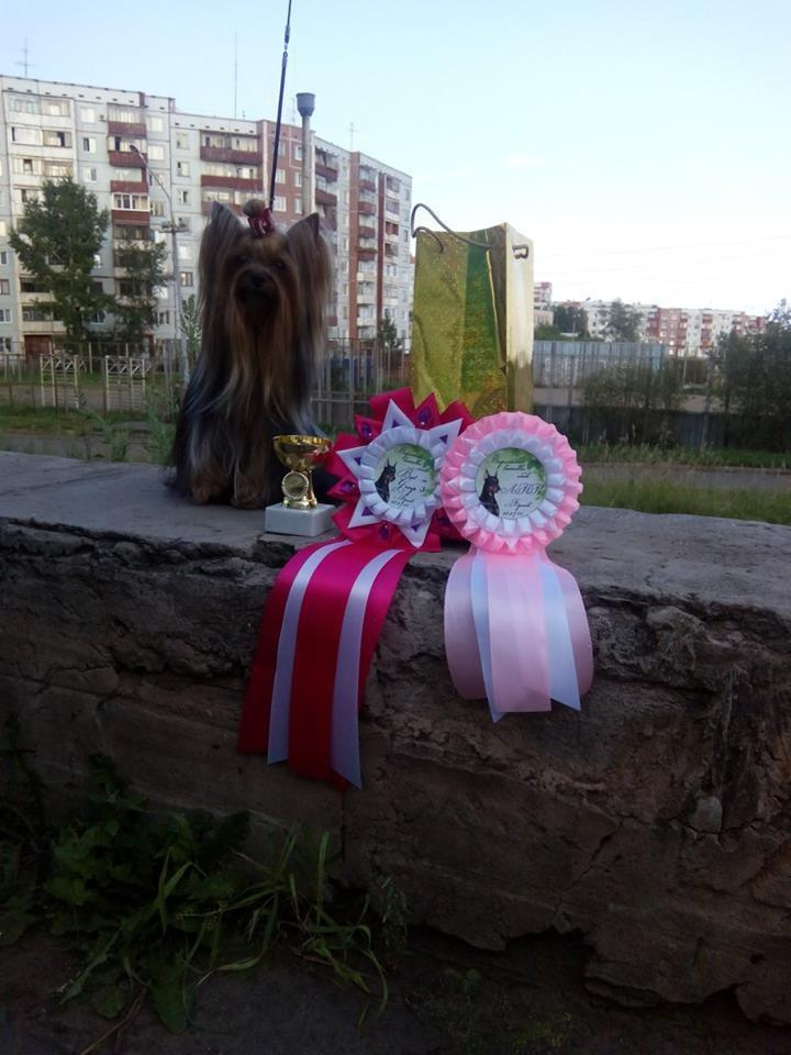 2015 г Результаты выставок. Питомник Йоркширских терьеров Дэнстайл в Санкт-Петербурге заводчик Тих