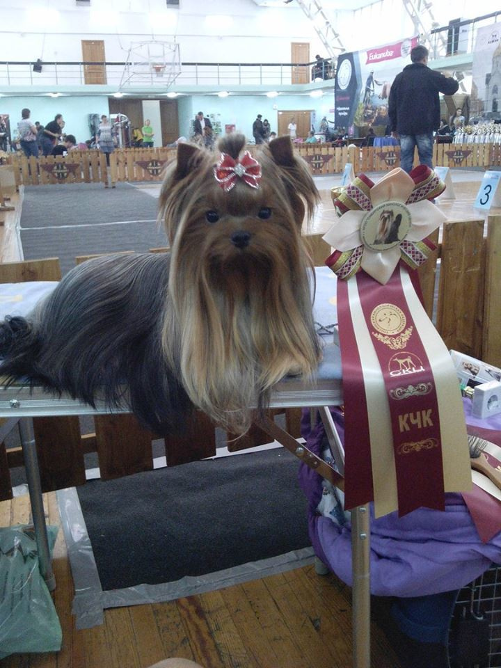 2016 г Результаты выставок. Питомник Йоркширских терьеров Дэнстайл в Санкт-Петербурге заводчик Тих