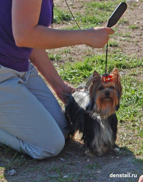 2009-2010 г Результаты выставок. Питомник Йоркширских терьеров Дэнстайл в Санкт-Петербурге заводчик Тих