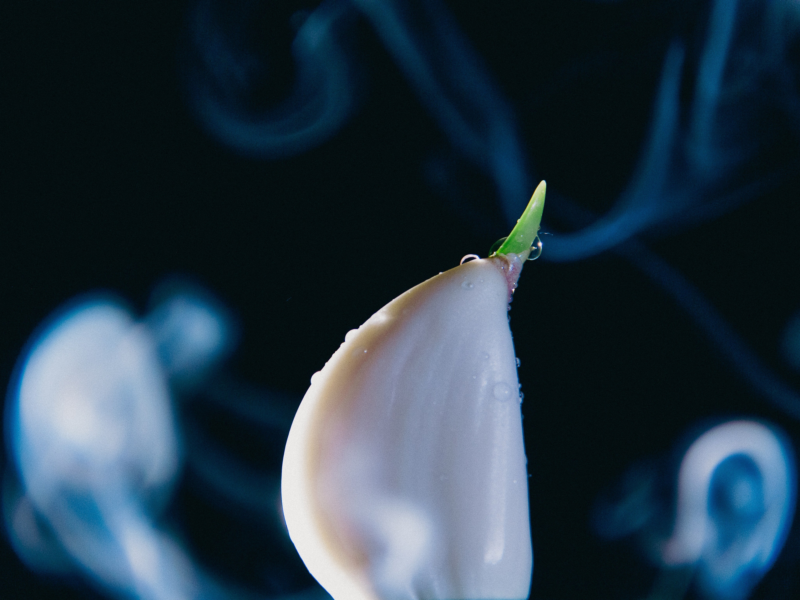 Ивличева Анастасия. ARTEXPOPHOTO