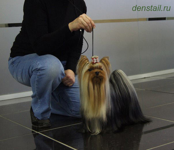 2014 г Результаты выставок. Питомник Йоркширских терьеров Дэнстайл в Санкт-Петербурге заводчик Тих