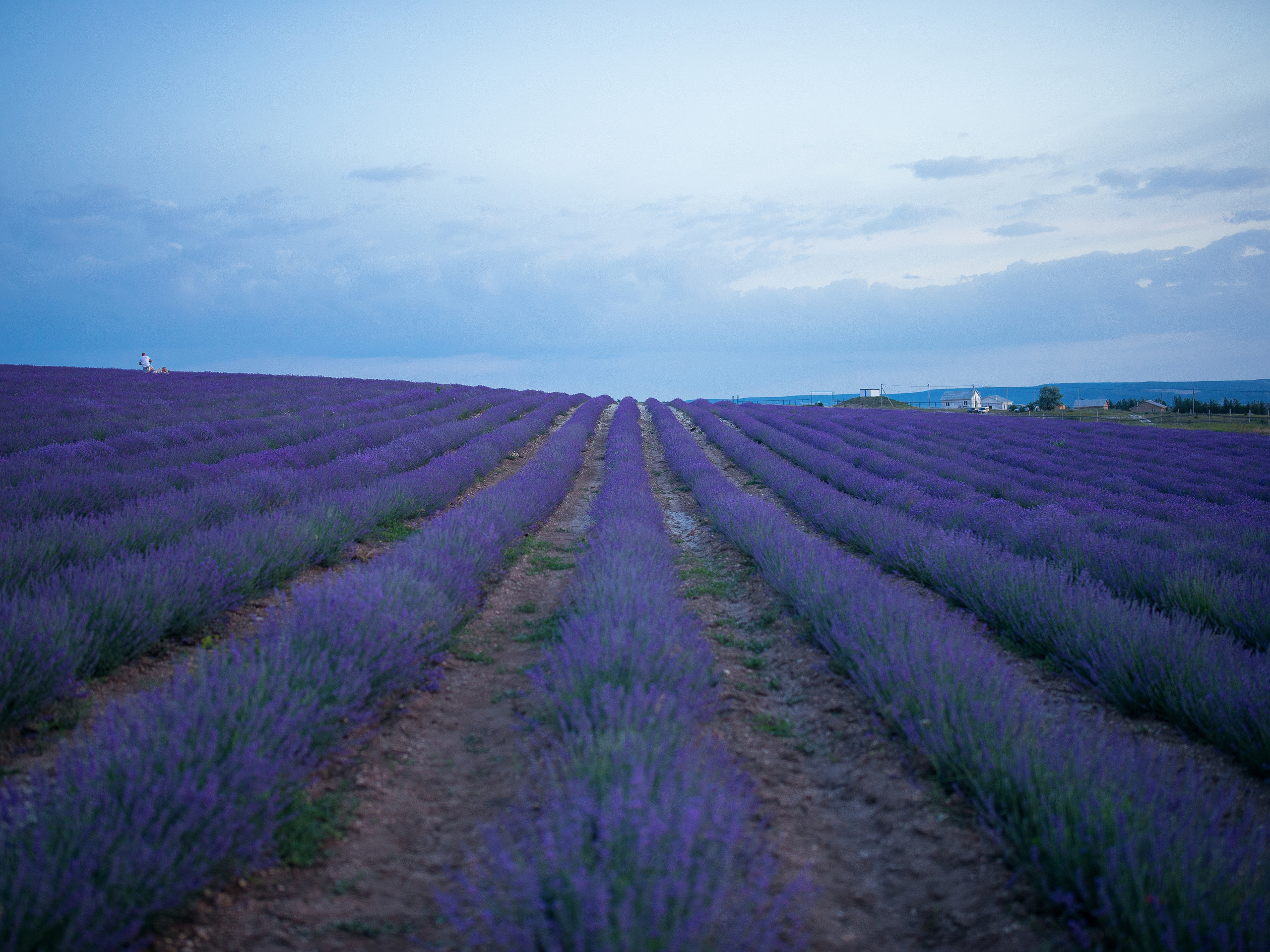 Лавандовое поле в Турненевке в Крыму