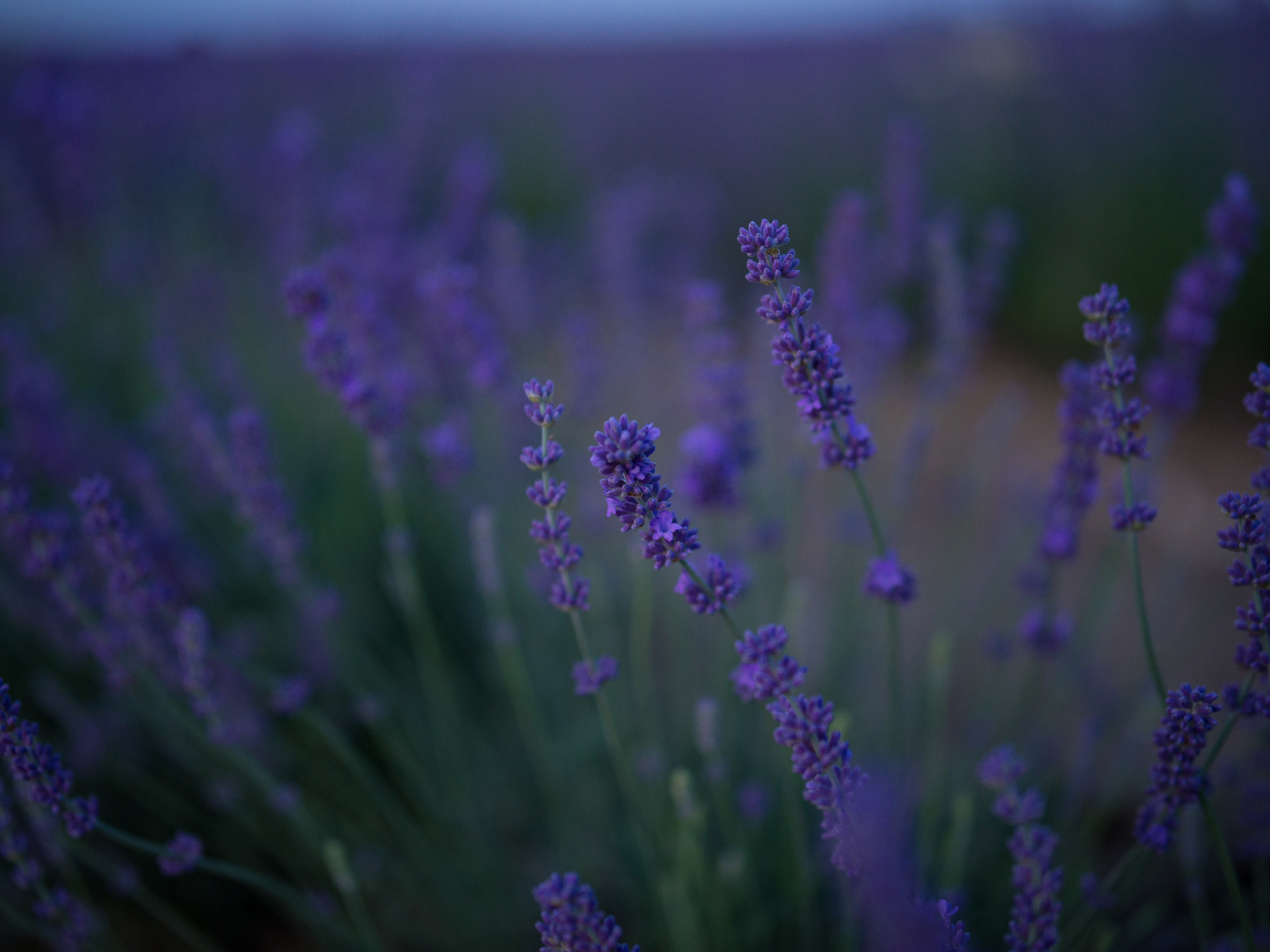 Лаванда на закате и в пик цветения