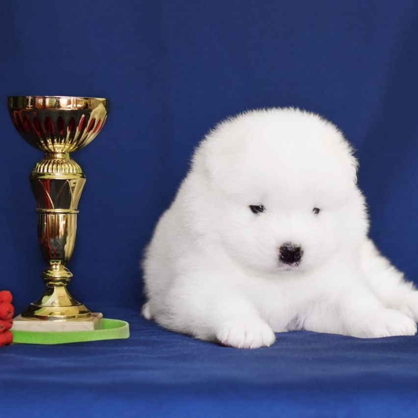 купить щенка