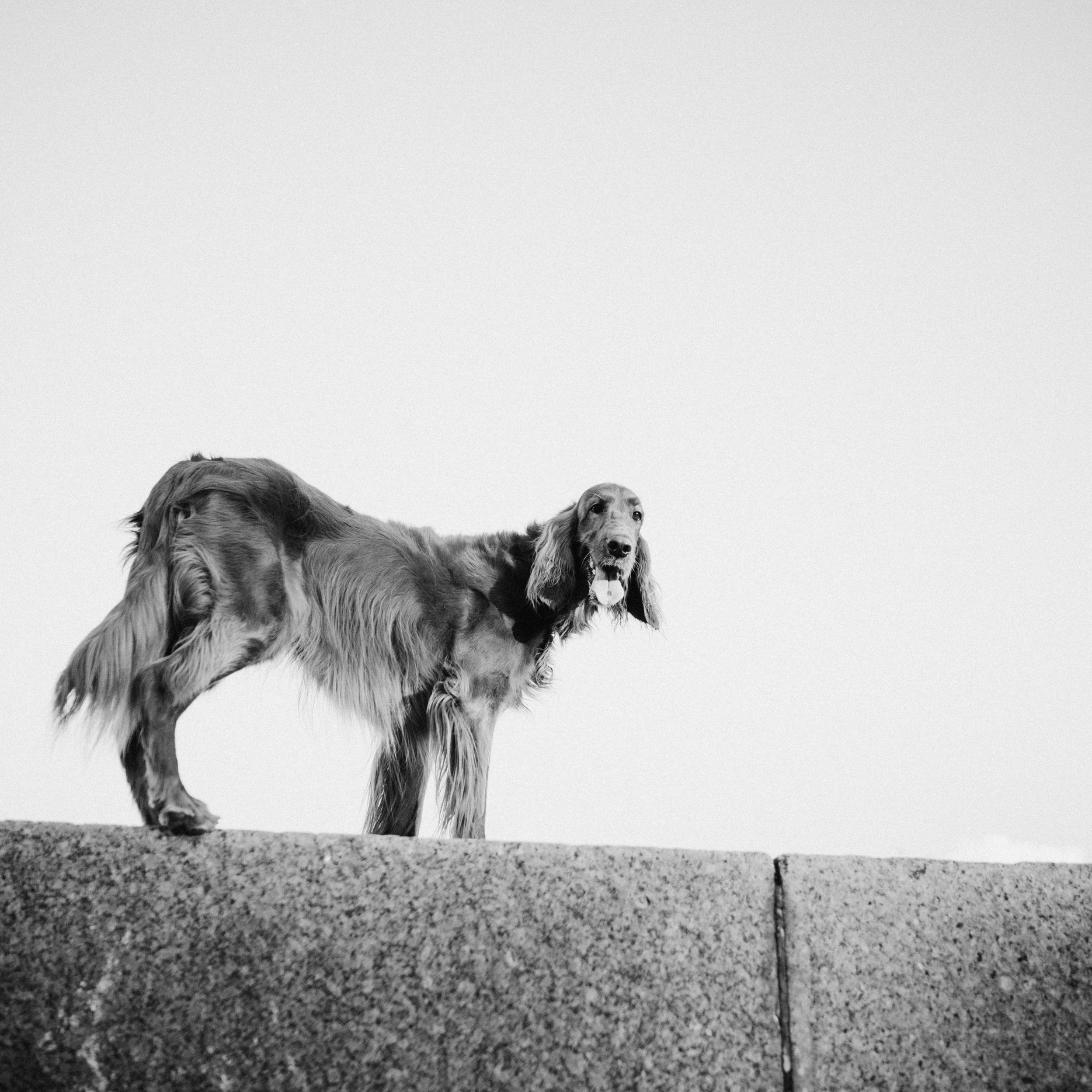 Семейный фотограф анималист Ананьева Мария — Москва