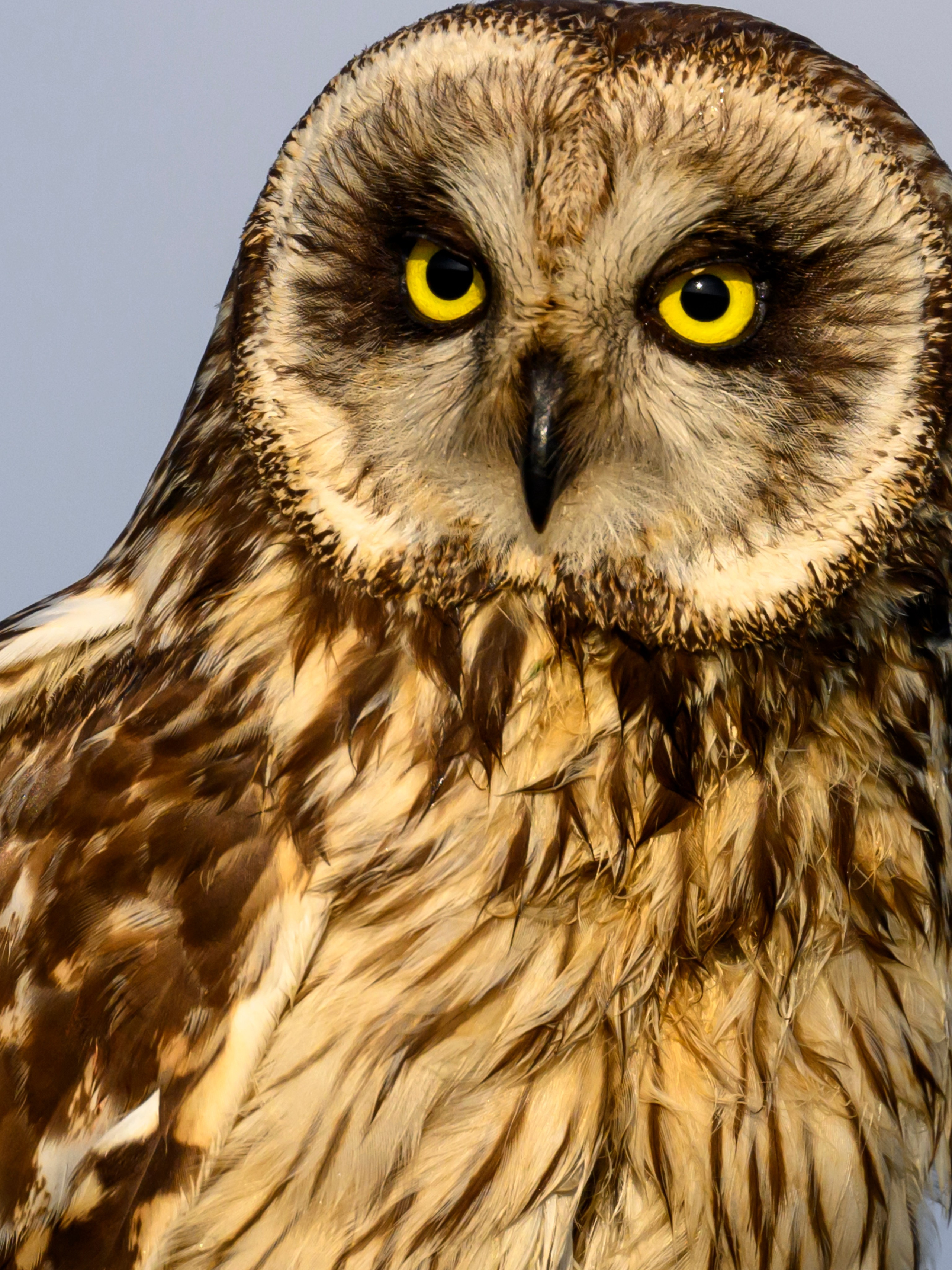 Совы на рассвете. Фотограф Сергей Пупонин