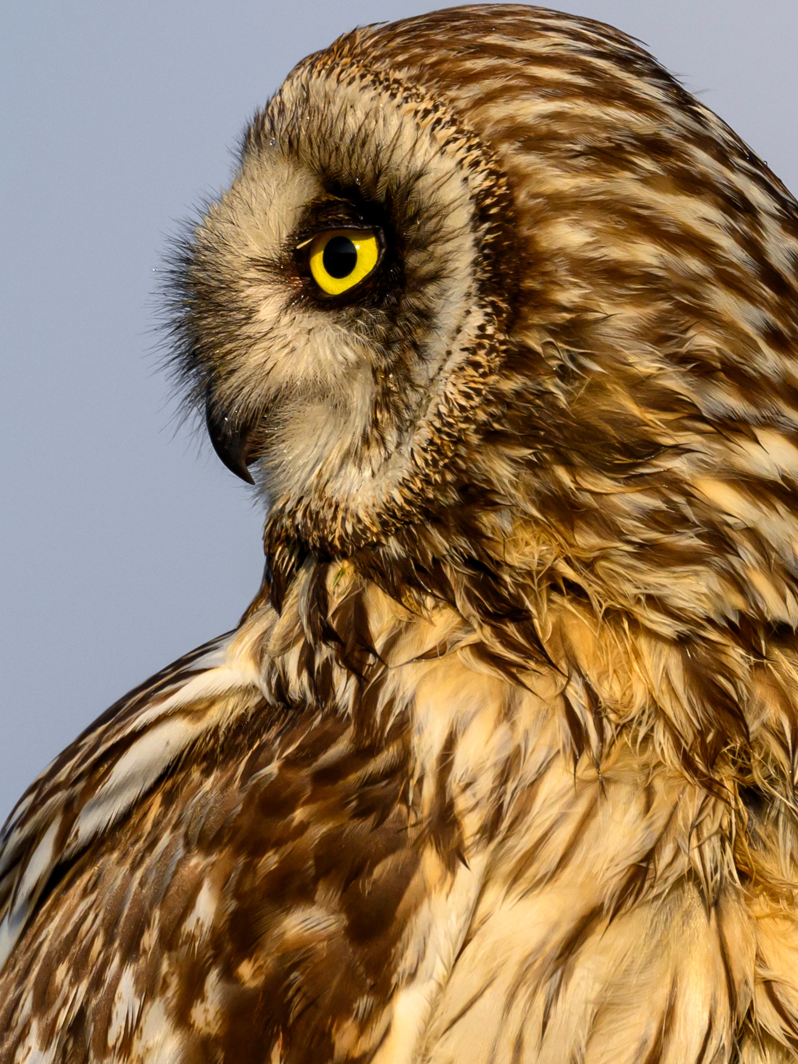Совы на рассвете. Фотограф Сергей Пупонин