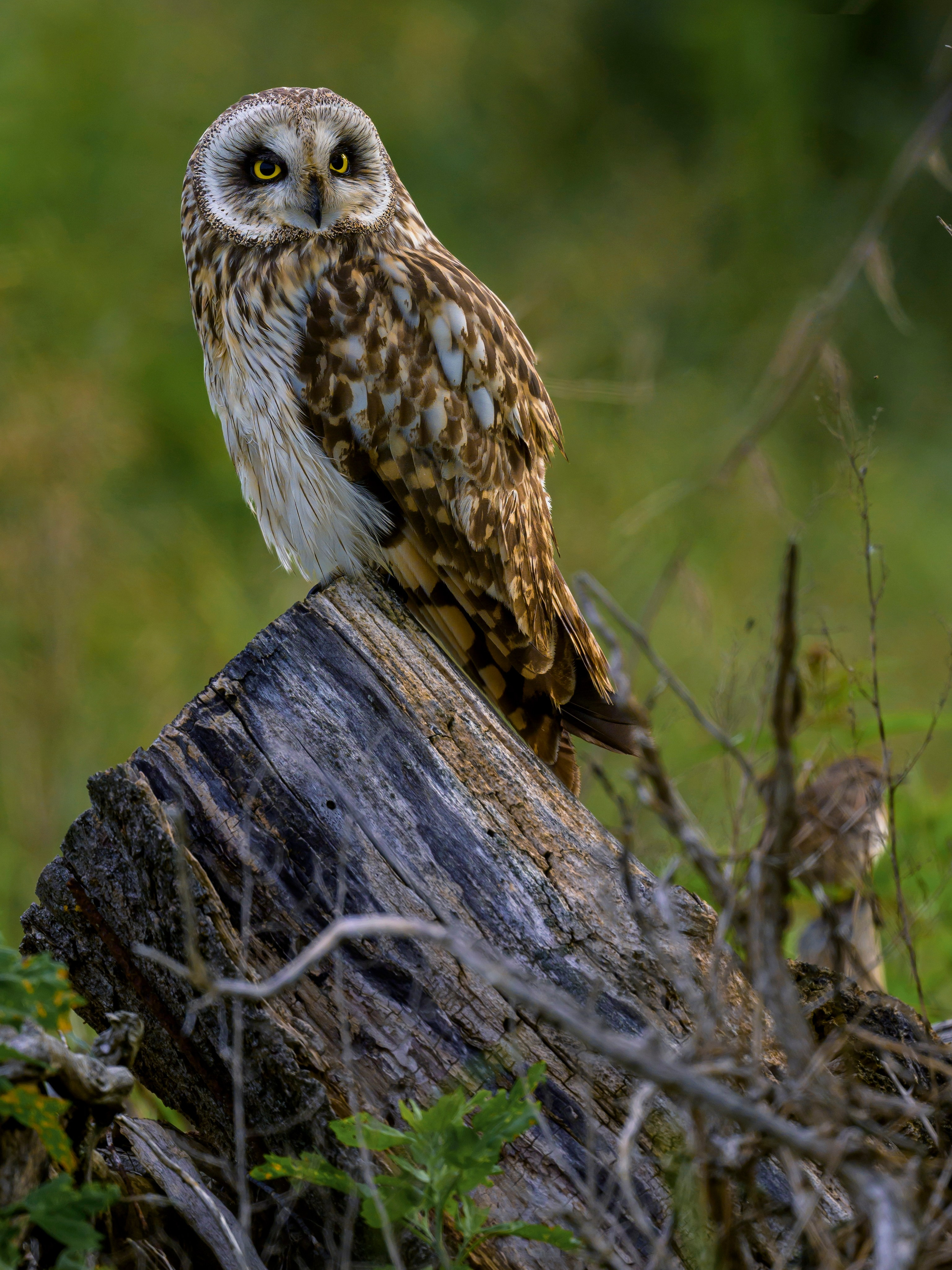 Охота совы. Фотограф Сергей Пупонин