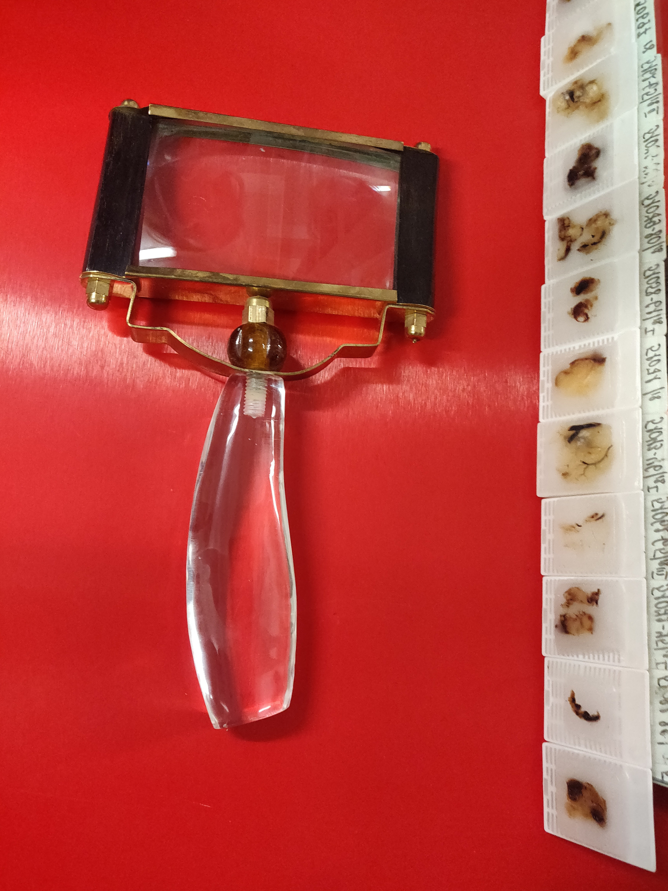 Групповая выставка Поле Телесности — ДК Розы (СПБ). Екатерина Васильева художник, куратор и преподаватель