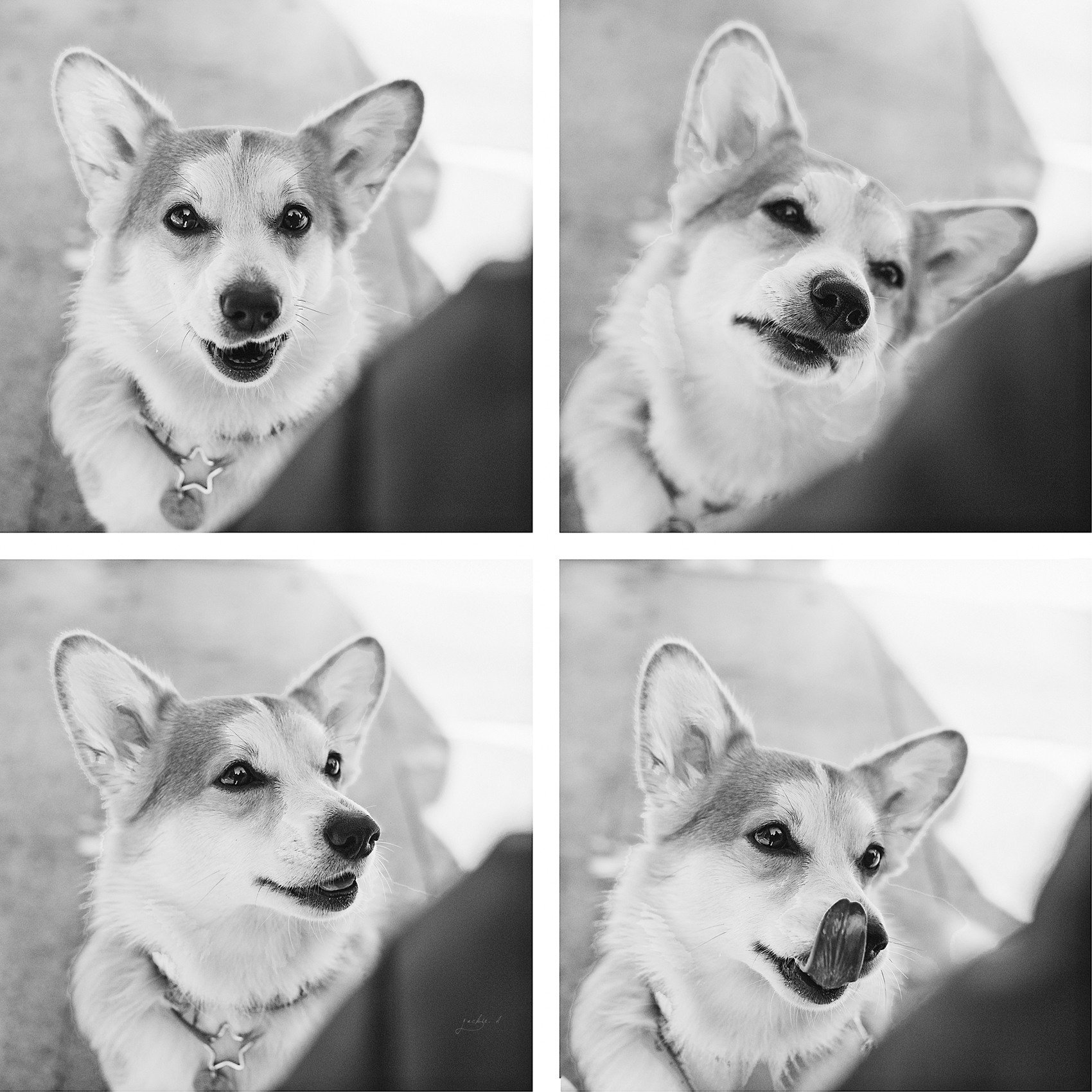 Условия и цены. Фотограф-анималист в Санкт-Петербурге