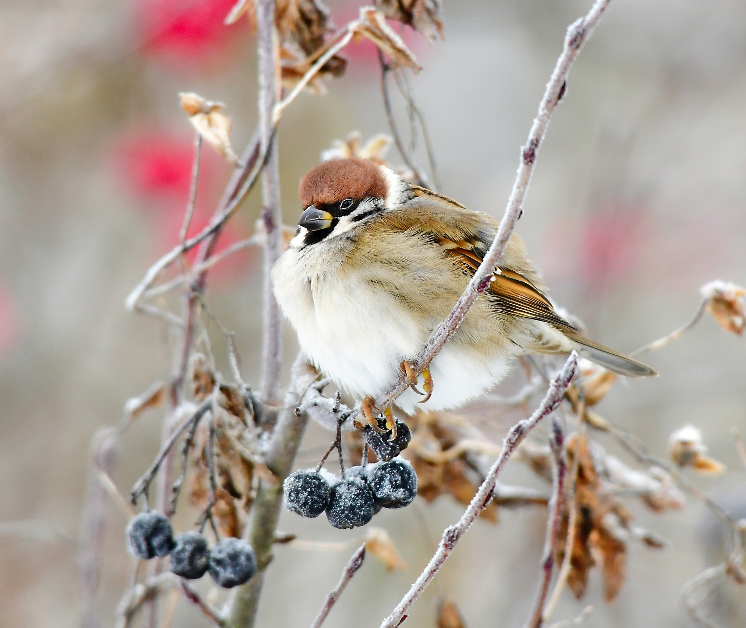 Фотоохота. Фотографии Лены Соколовой