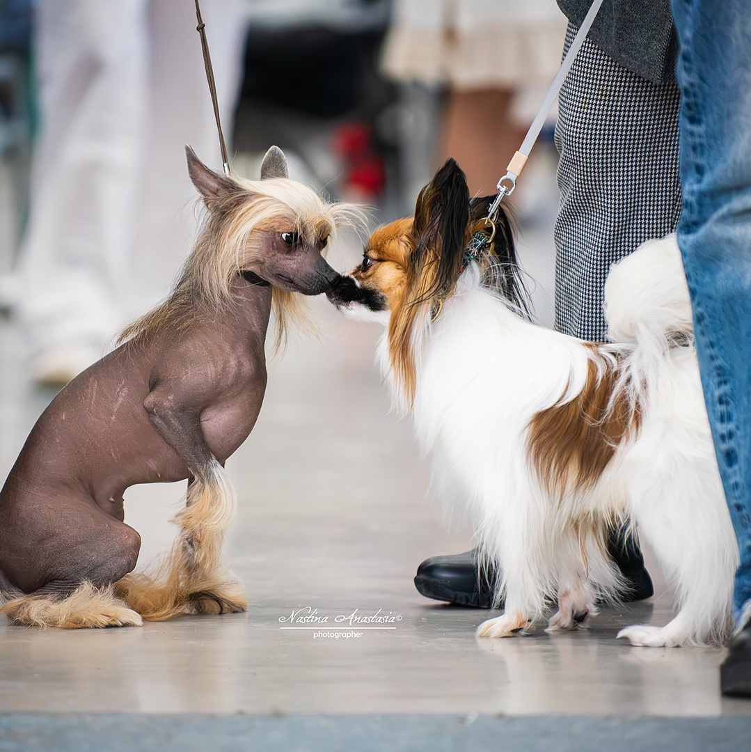 Фотограф — Анималист