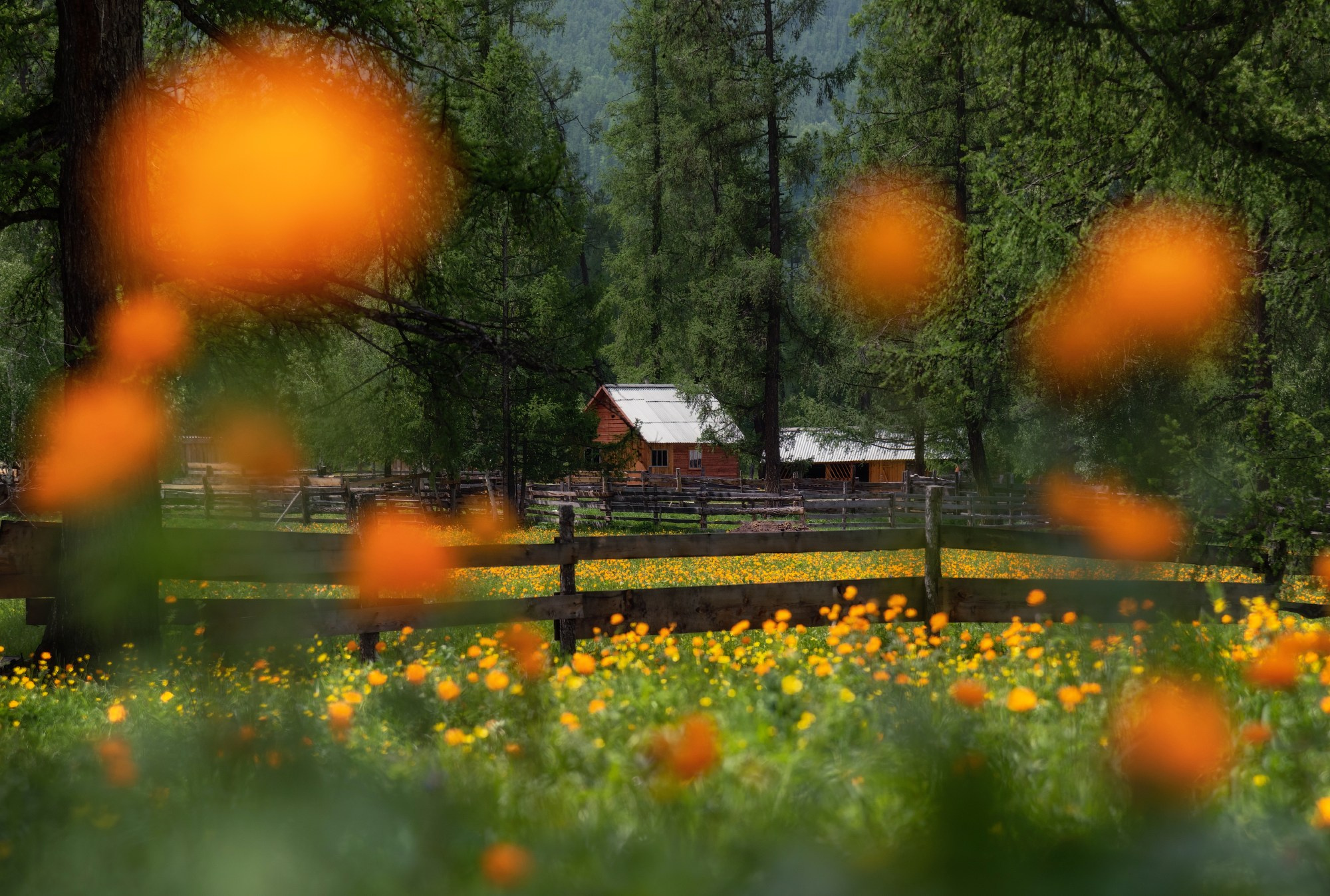 "В рыжей рамочке". На спуске с перевала Ябоган. Усть-Канский район Республики Алтай, июнь 2024. Автор фото Алёна Рубан
