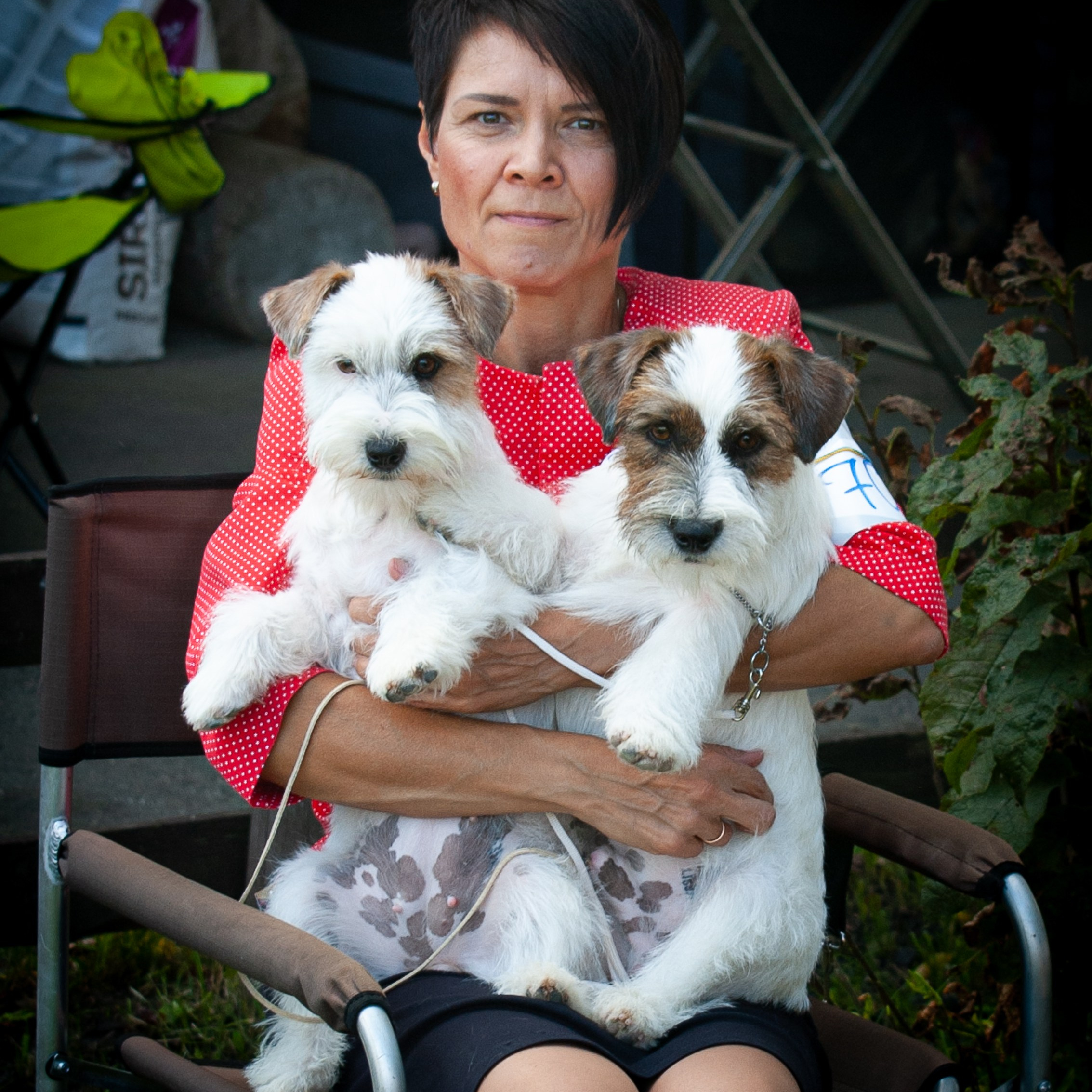 The Jack Russell Terrier dog show. CANE MAESTRO — kennel Jack Russell Terrier