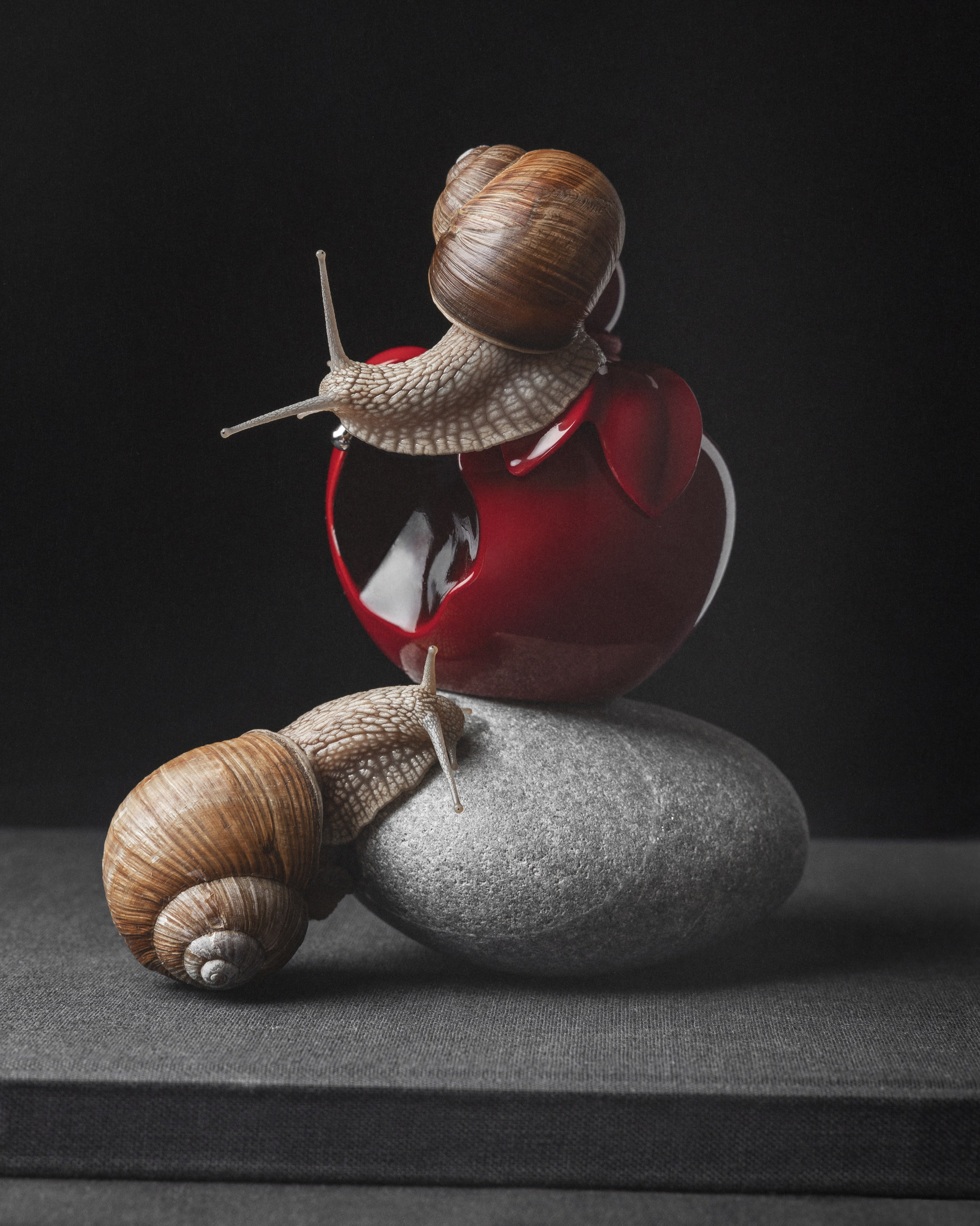 Portfolio Award 2026