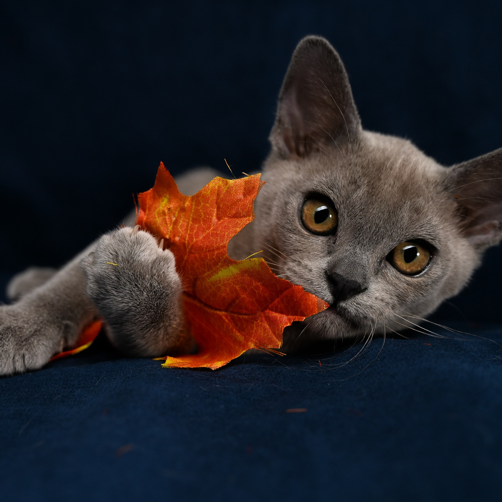 Услуги и цены. Фотограф-анималист в Санкт-Петербурге Анастасия Иванова