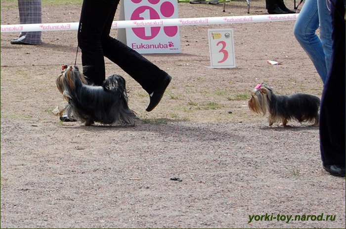 2009-2010 г Результаты выставок. Питомник Йоркширских терьеров Дэнстайл в Санкт-Петербурге заводчик Тих