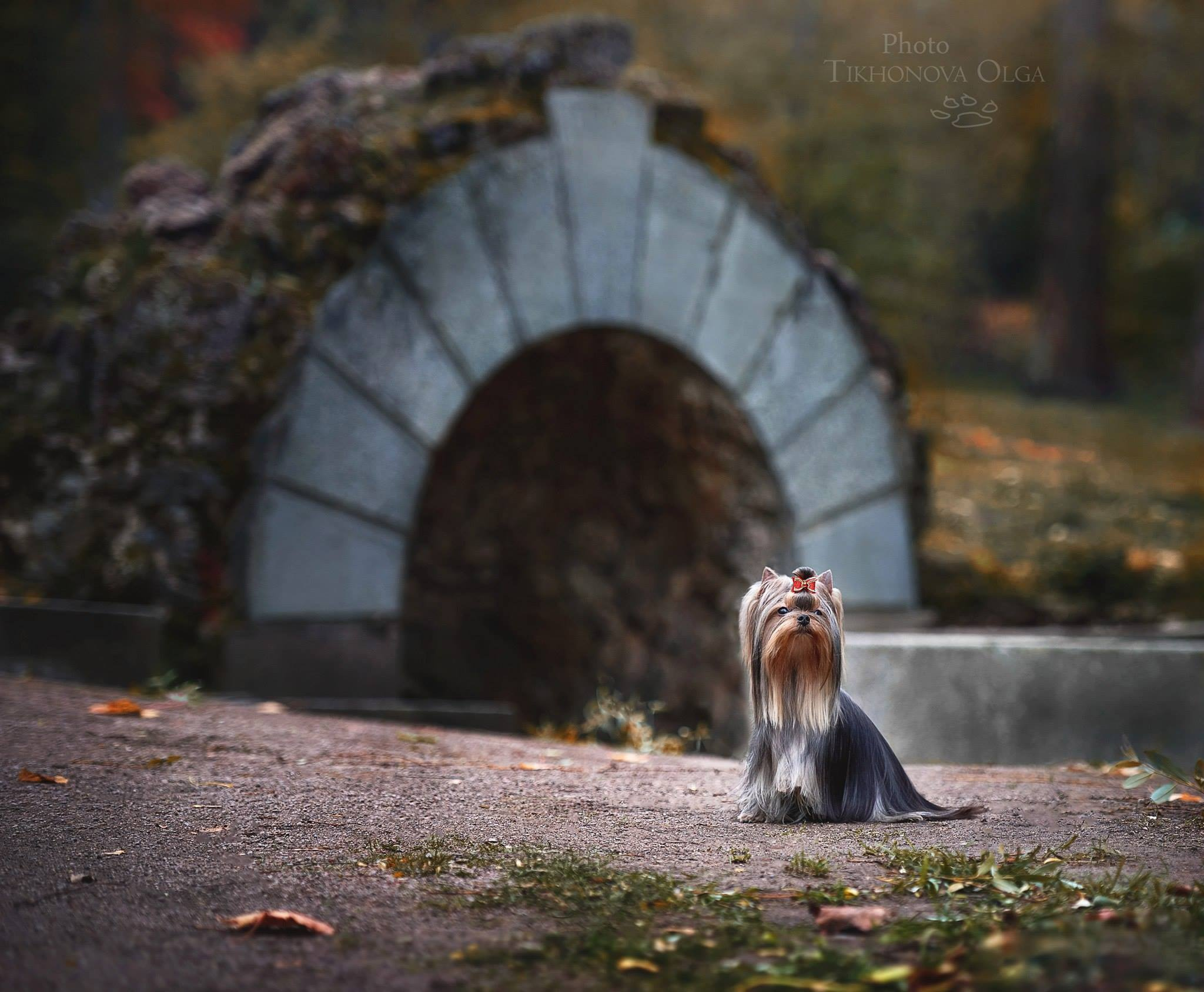 МАЙ СИЛЬВЕР ФРЕНД АЙС ЭНД ФАЙР. Питомник Йоркширских терьеров Дэнстайл в Санкт-Петербурге заводчик Тих