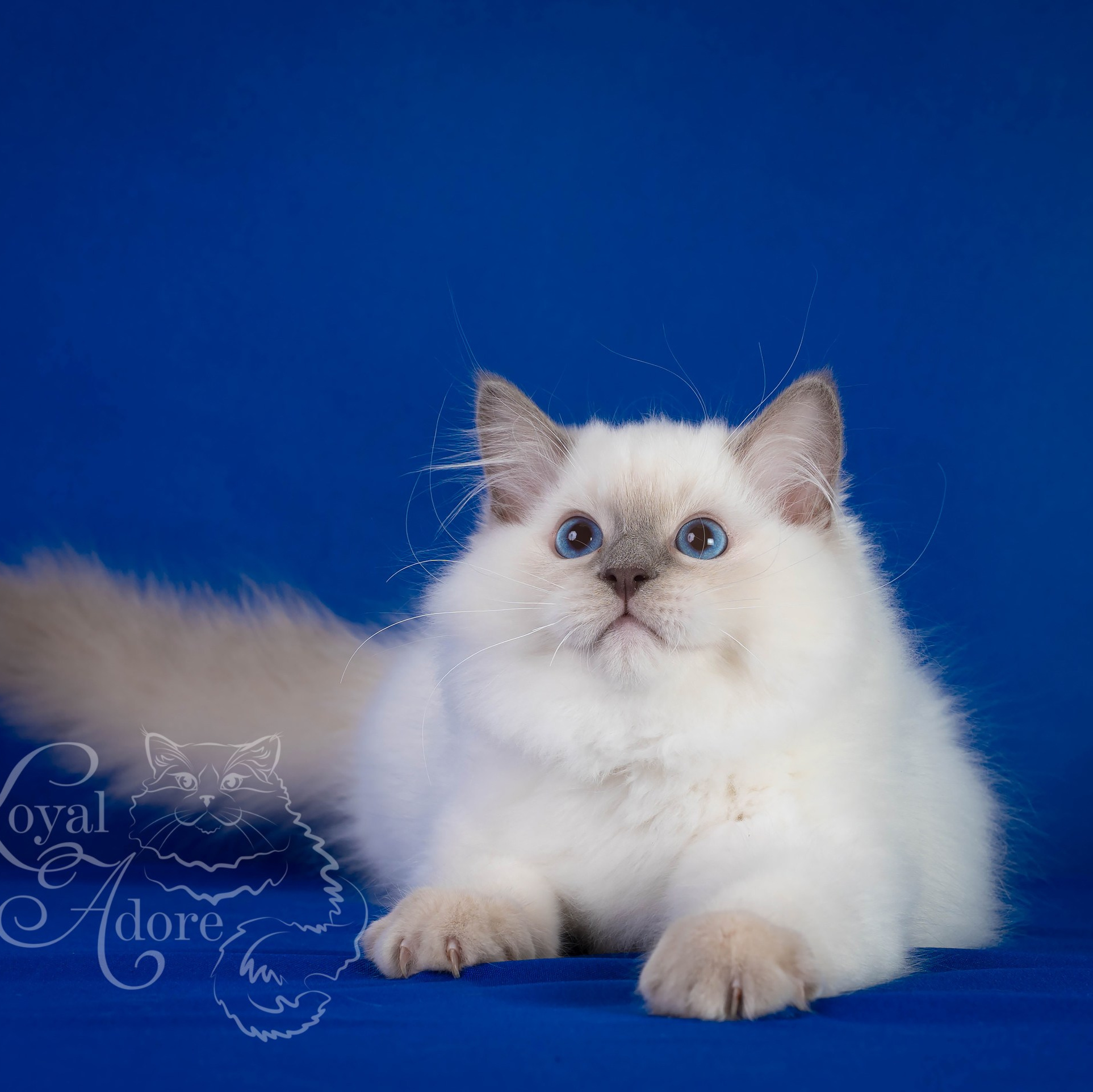 Коты производители Loyal Adore. Питомник рэгдолл Loyal Adore