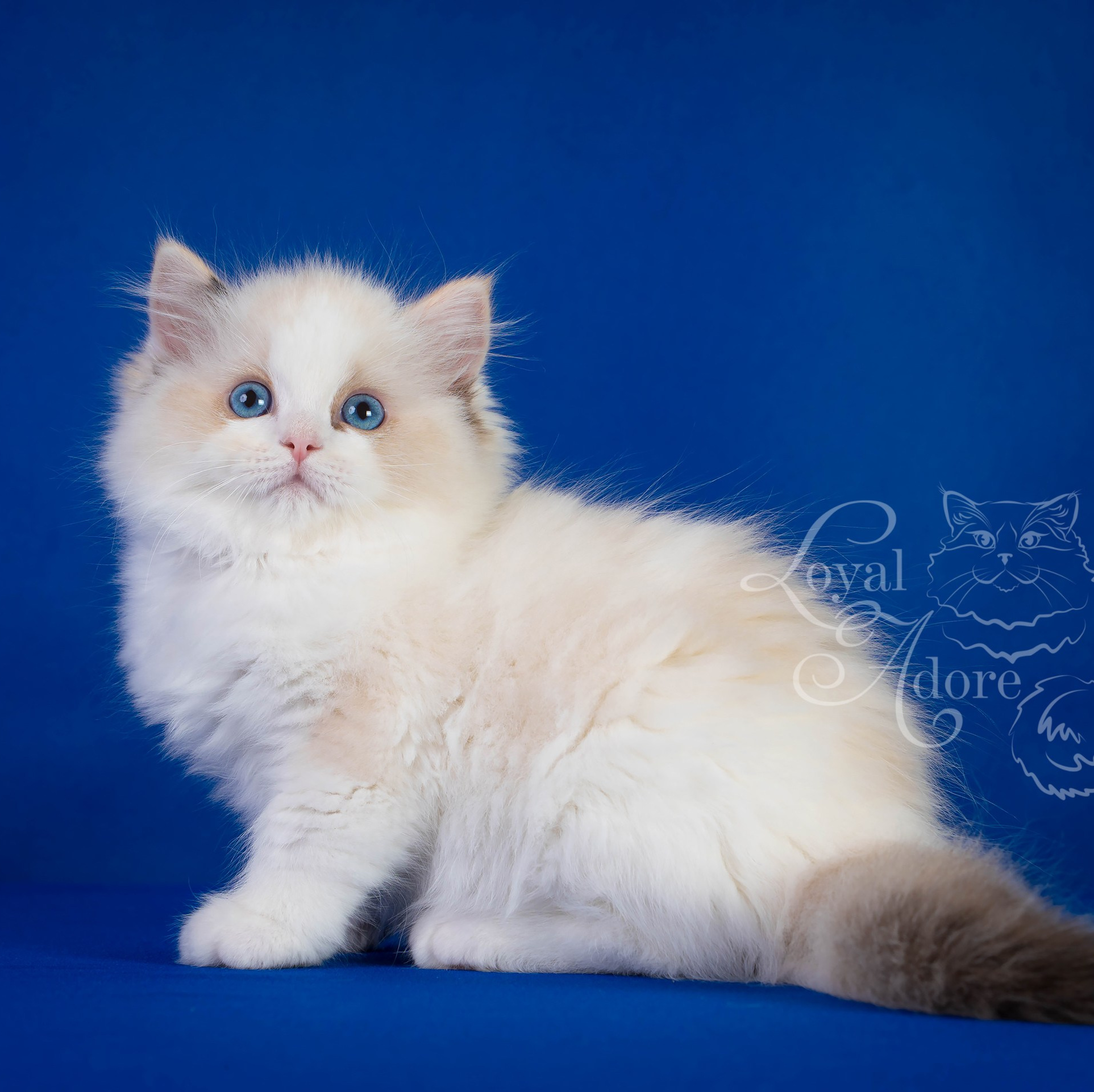 Кошки производители Loyal Adore. Питомник рэгдолл Loyal Adore