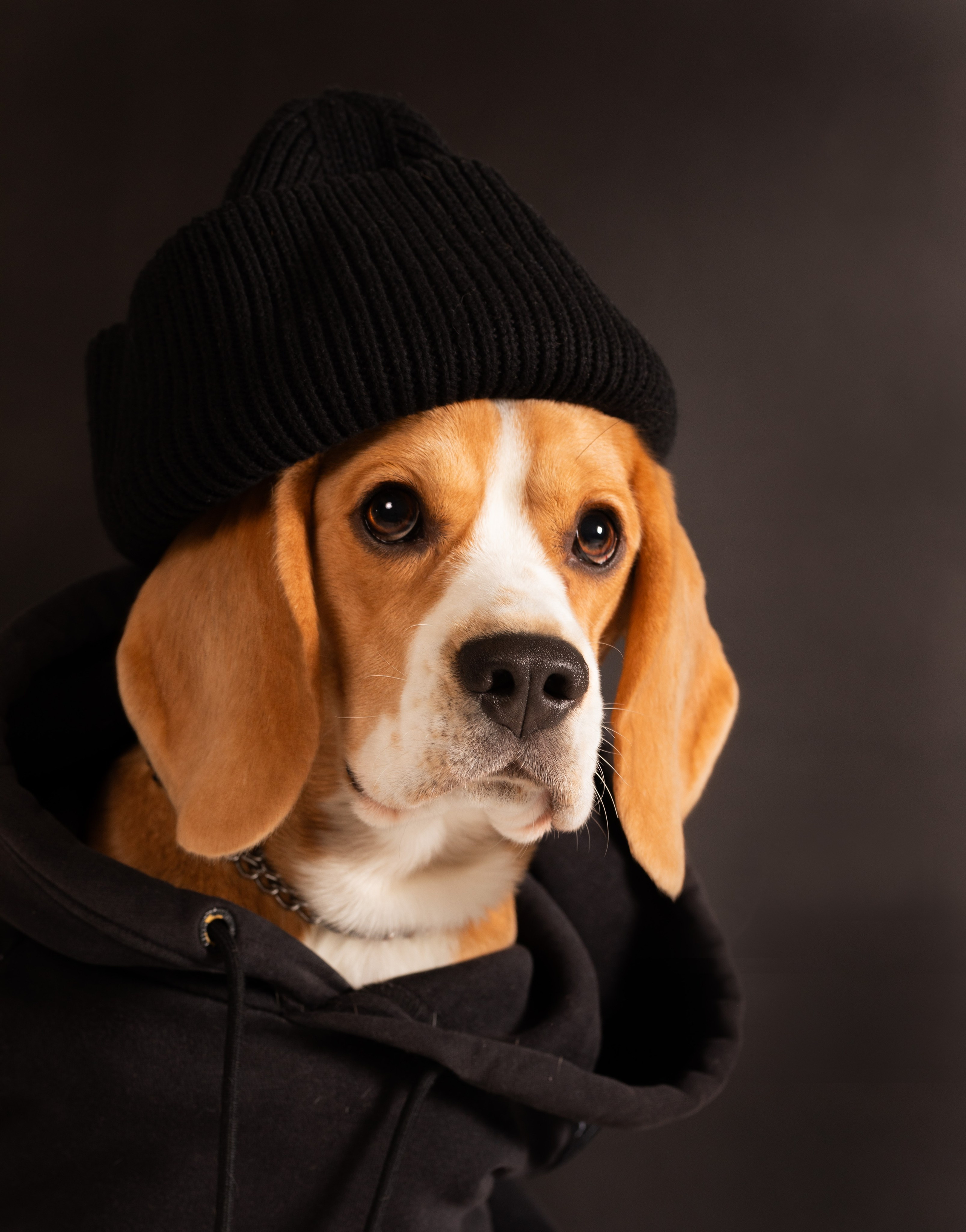 Услуги. Фотограф-анималист Павлова Любовь