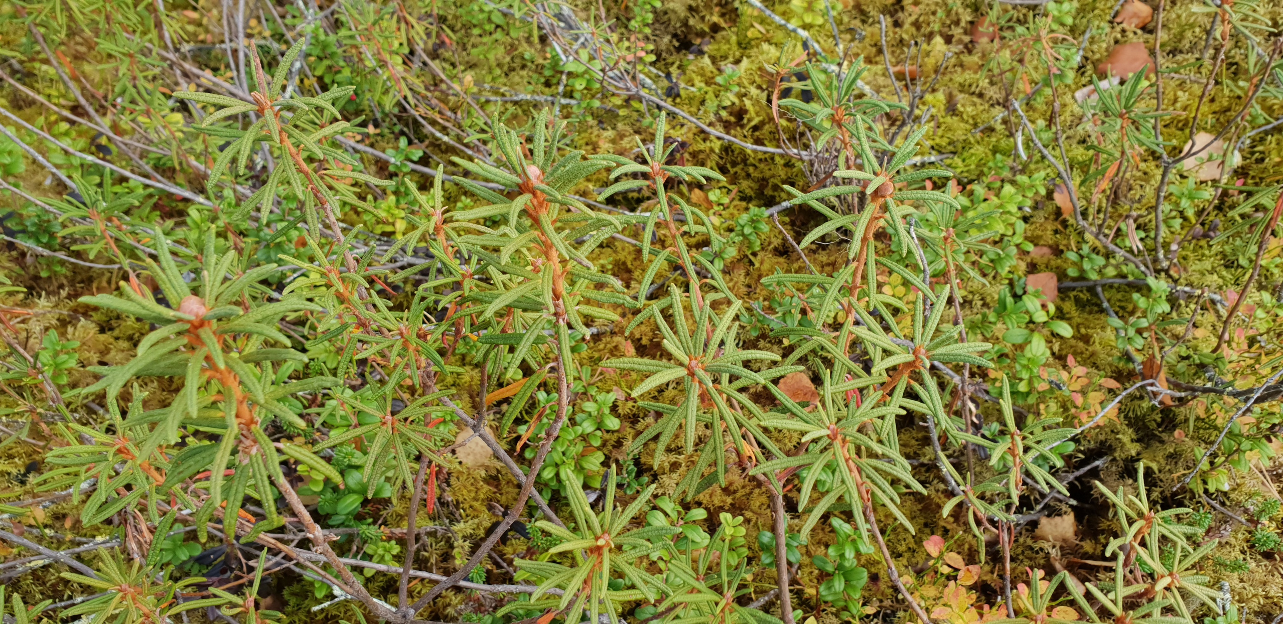 2018 — Незабываемая Карелия, Зашеек. OneSnap