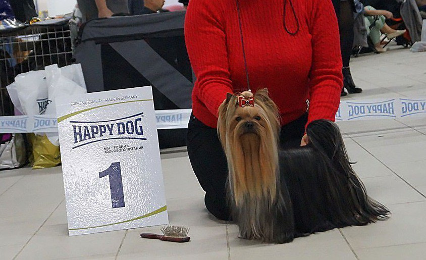 2015 г Результаты выставок. Питомник Йоркширских терьеров Дэнстайл в Санкт-Петербурге заводчик Тих