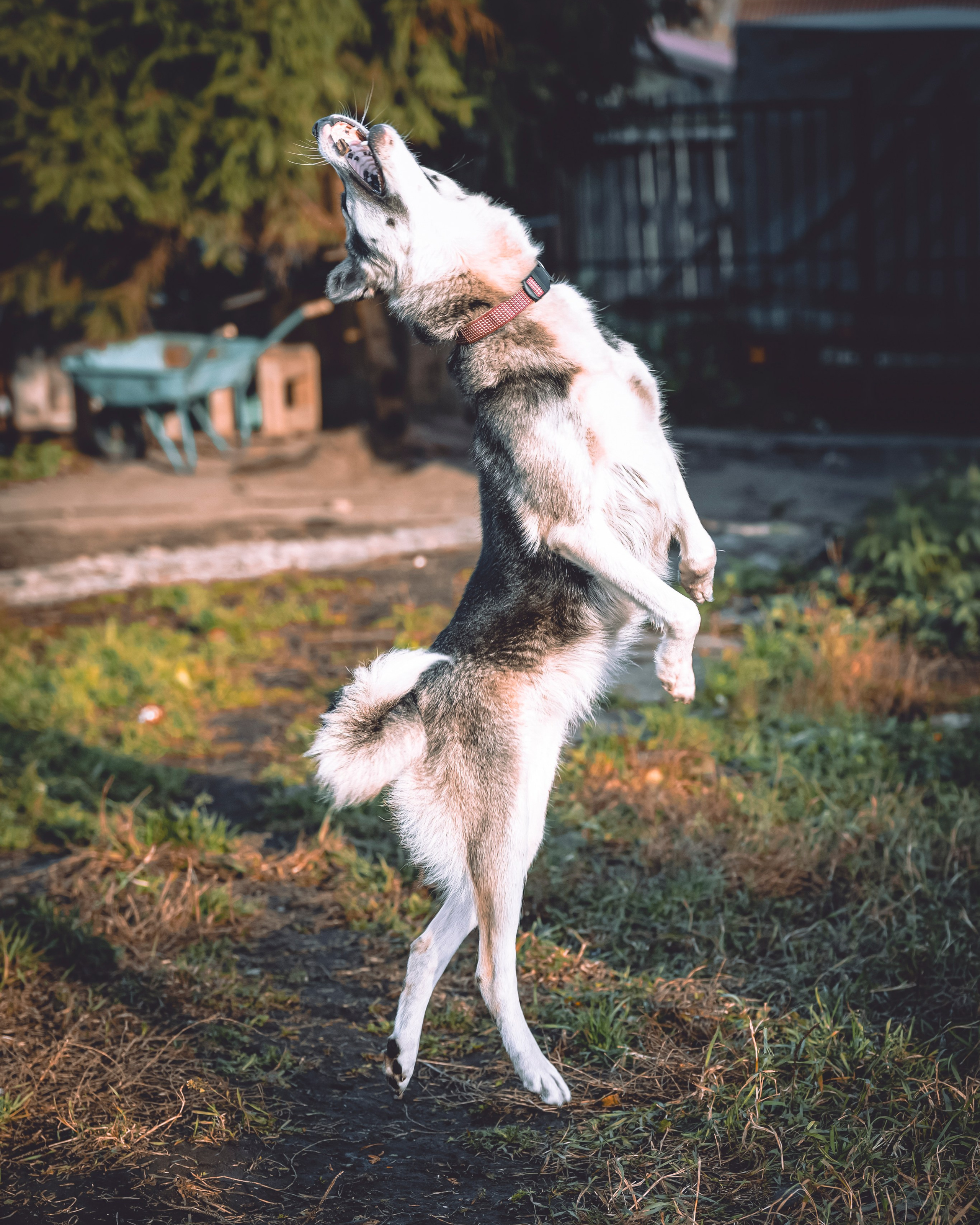 Почему невозможно гарантировать идеальный результат фотосессии с питомцем?. Фотограф анималист в Санкт-Петербурге Таша Крейв