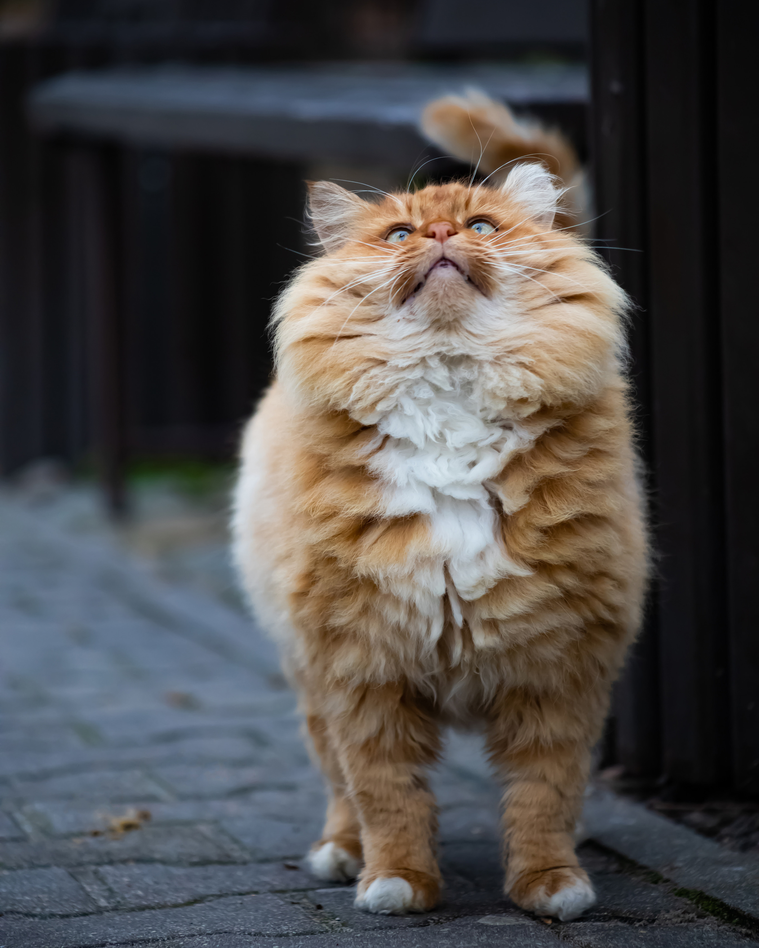 Блог про Кениг. AI-контент (генерации ИИ-фото и видео), стоковые фотографии Калининградской области