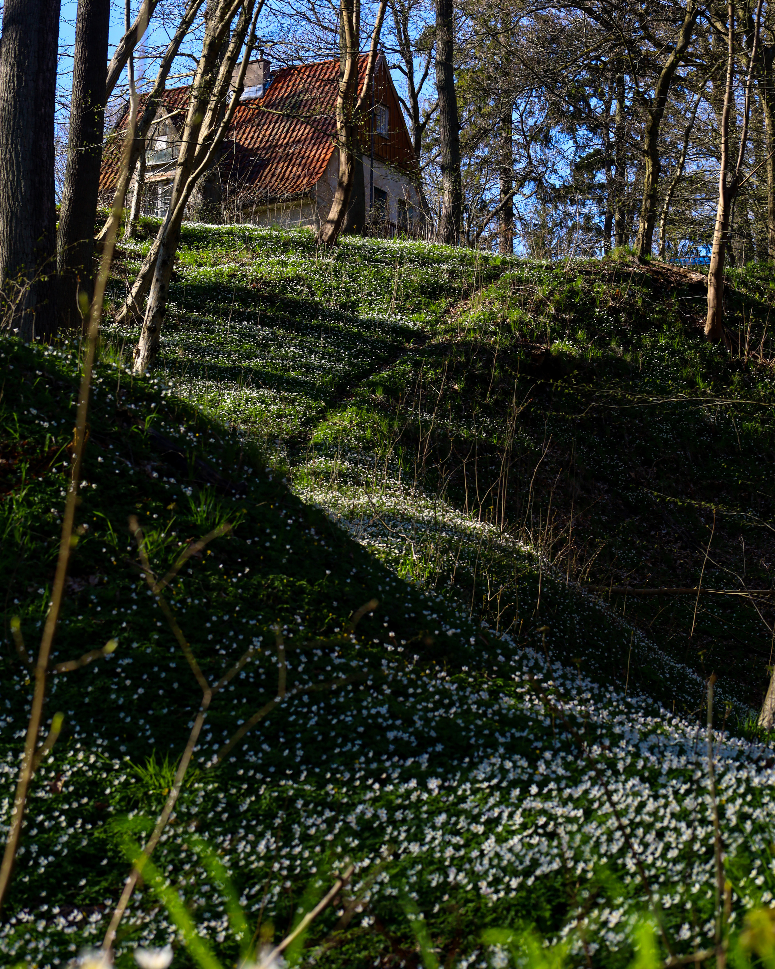 Блог про Кениг. AI-контент (генерации ИИ-фото и видео), стоковые фотографии Калининградской области