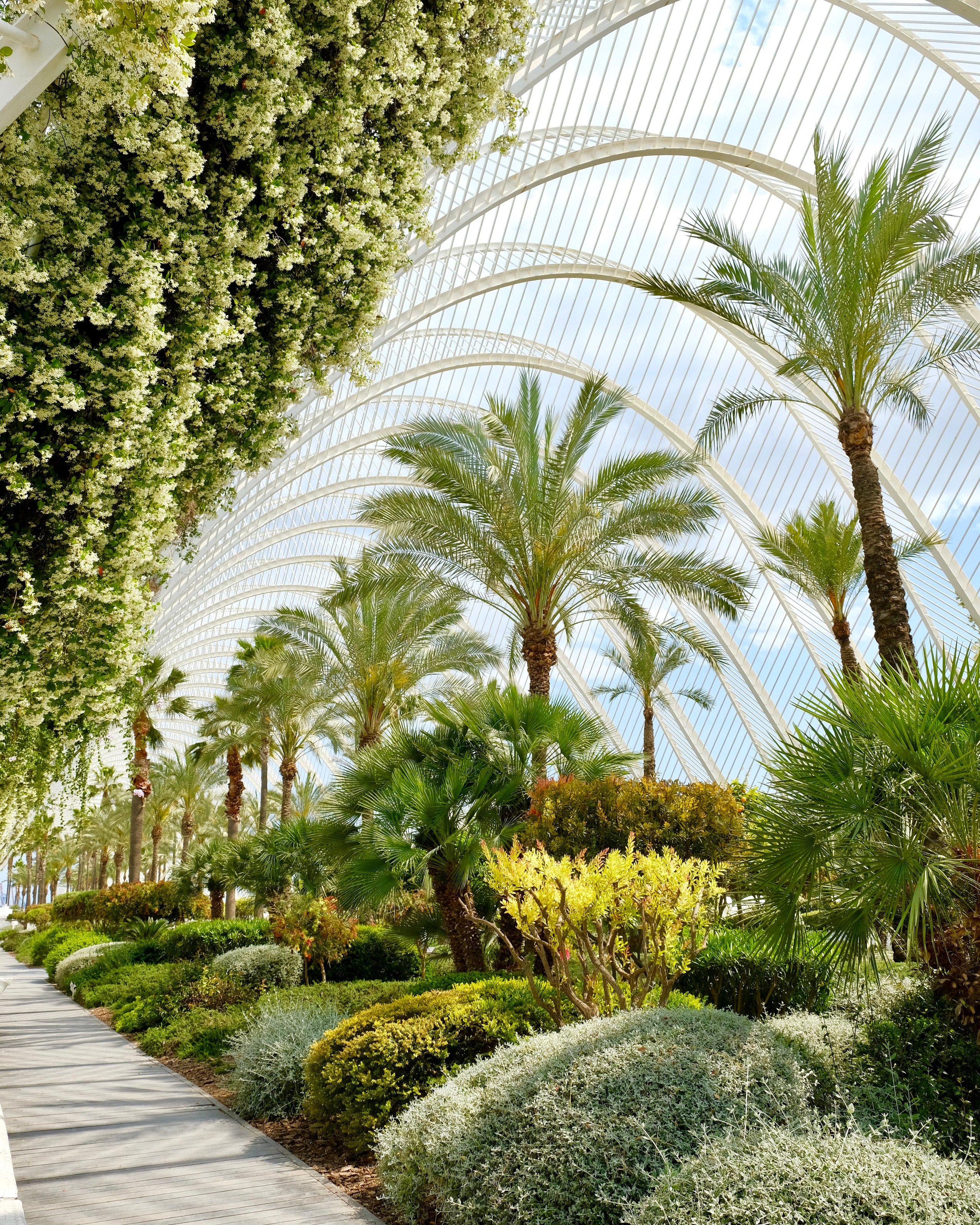 Сад умбракли в Городе искусств и наук в Валенсии