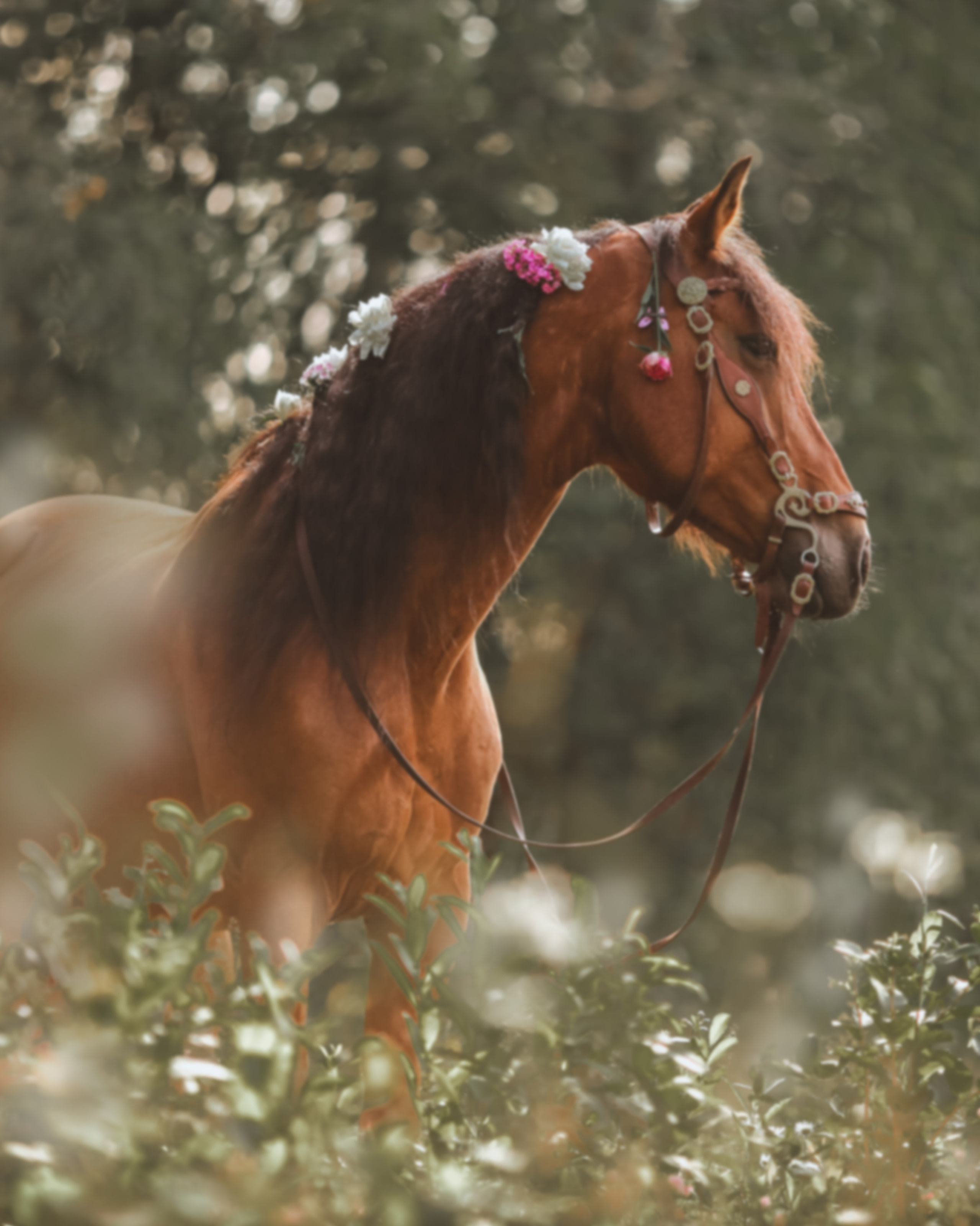 Для фотографов. Анна Молчанова конный фотограф в Тюмени | фотосессии с лошадьми Тюмень