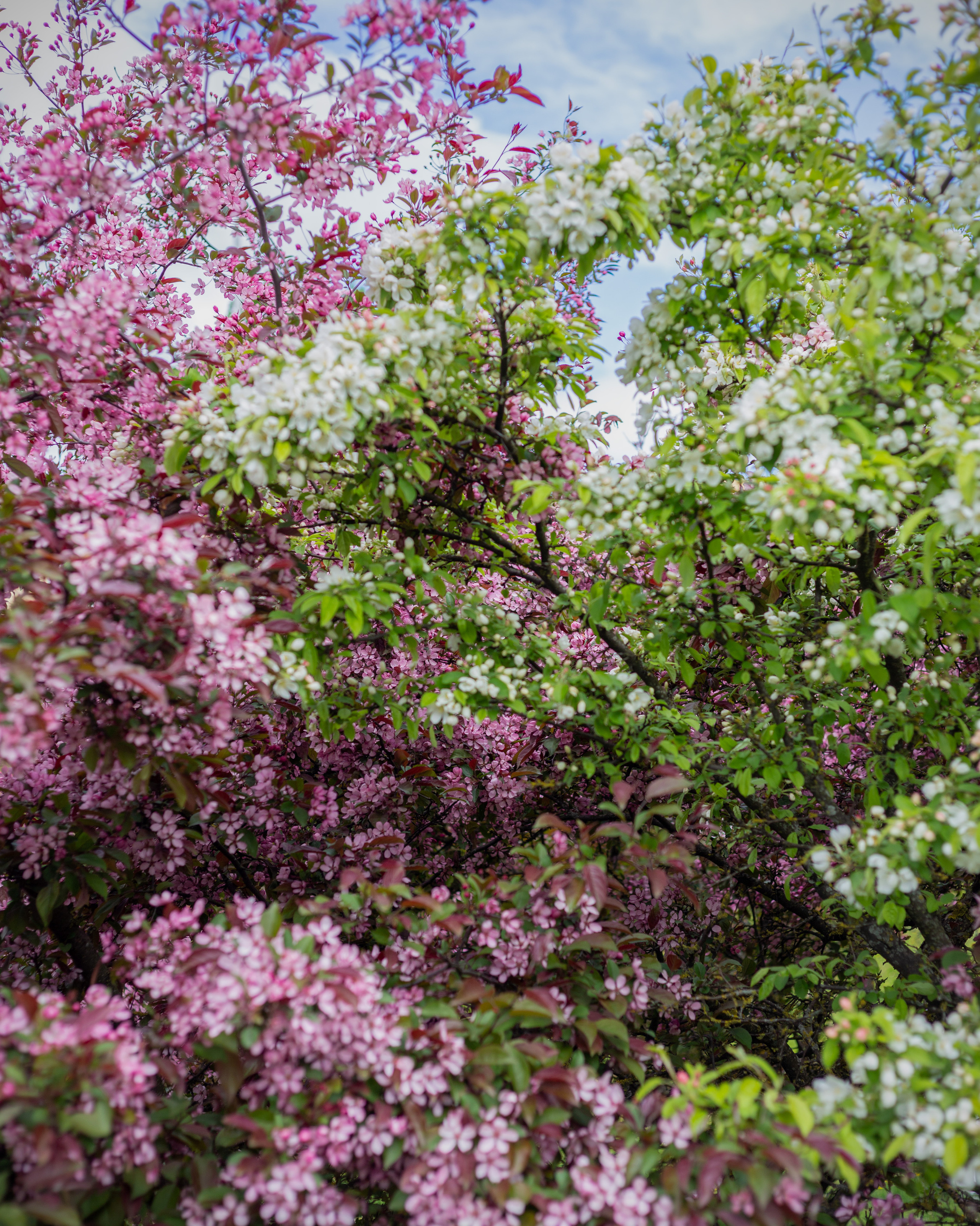Цветущие деревья Минск