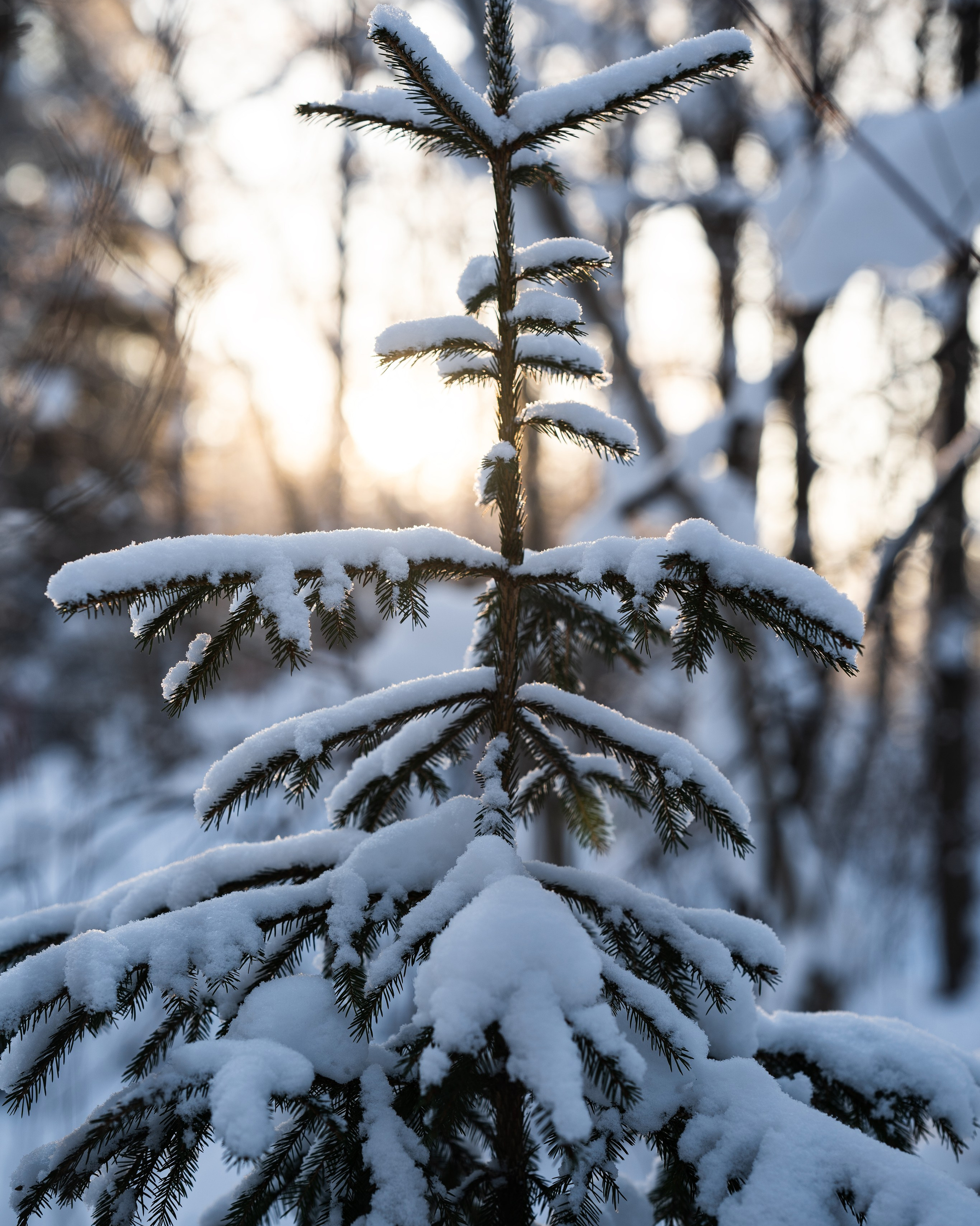 Портретная фотография Петрозаводск. Фотограф Ирина Иванова