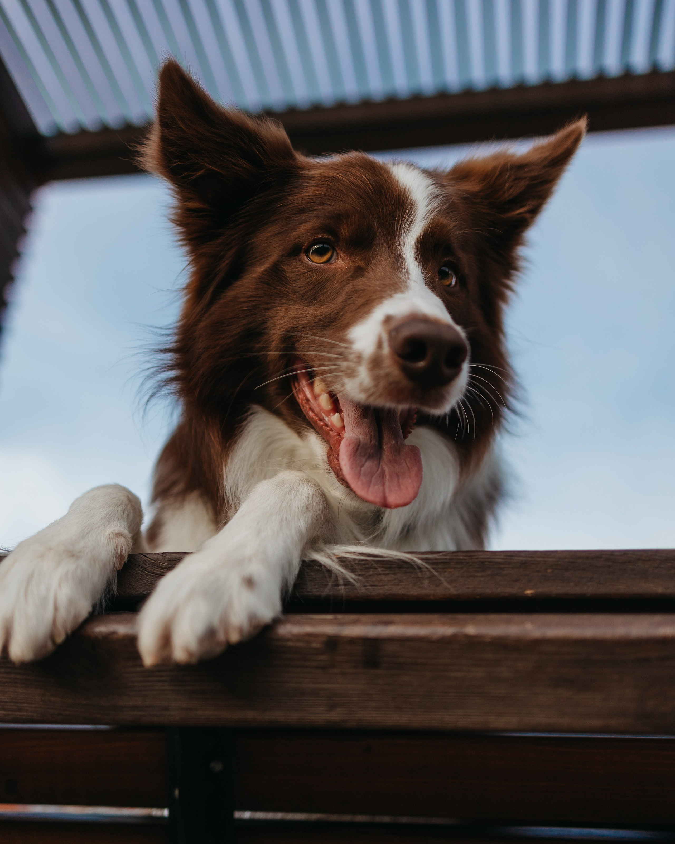 Фотопрогулки. Фотограф — анималист Светлана Кысса|фотограф собак в Краснодаре и Нижнем Новгороде